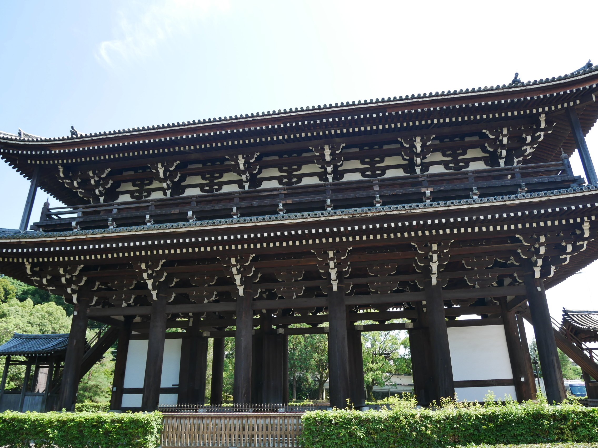 598 夏の京都・東福寺散策｜ミヤコカエデ（Miyako Kaede)