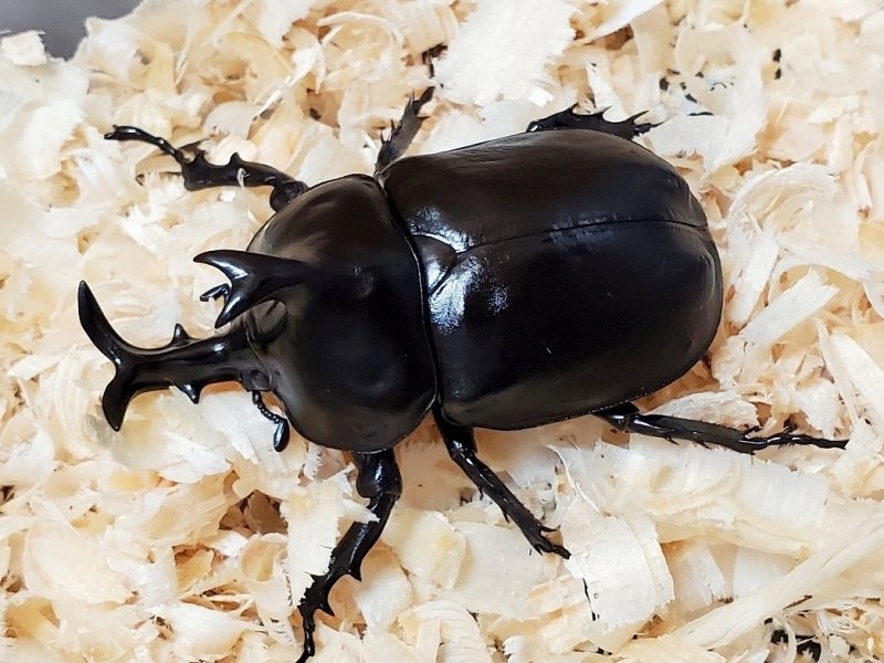 ダビディスカブトの飼育記録【2020～2021】｜AKECHI