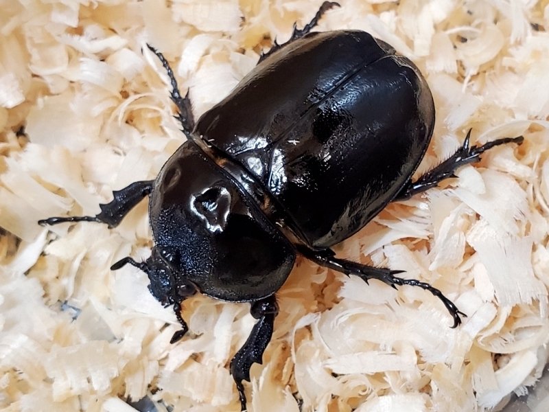 ダビディスカブト　ペア　① ダビディスカブト 完品ペア ベトナム産