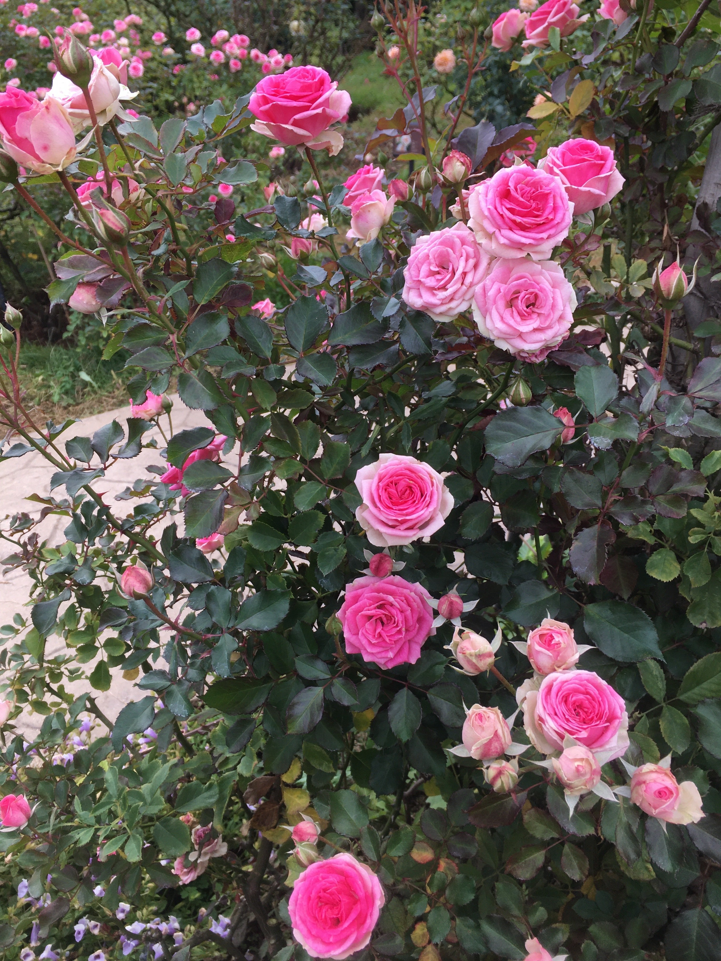 バラ選び 〜コンパクトなバラを探すも・・｜Strelitzia