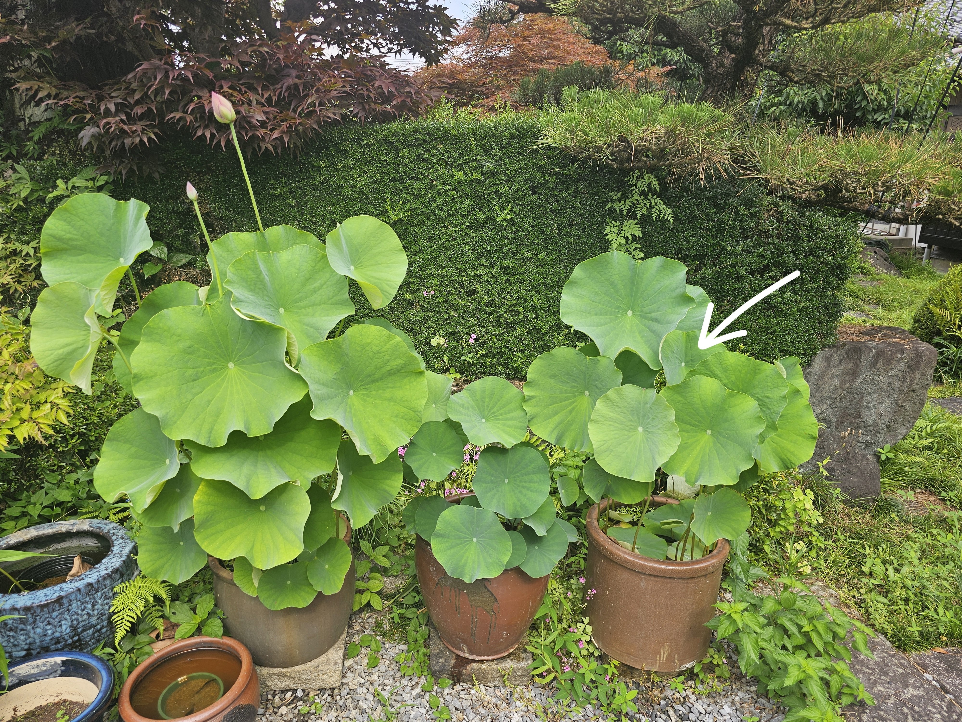 蓮の雄花を乾燥　300グラム 蓮の開花数は300を超過 | 蘇山蓮園