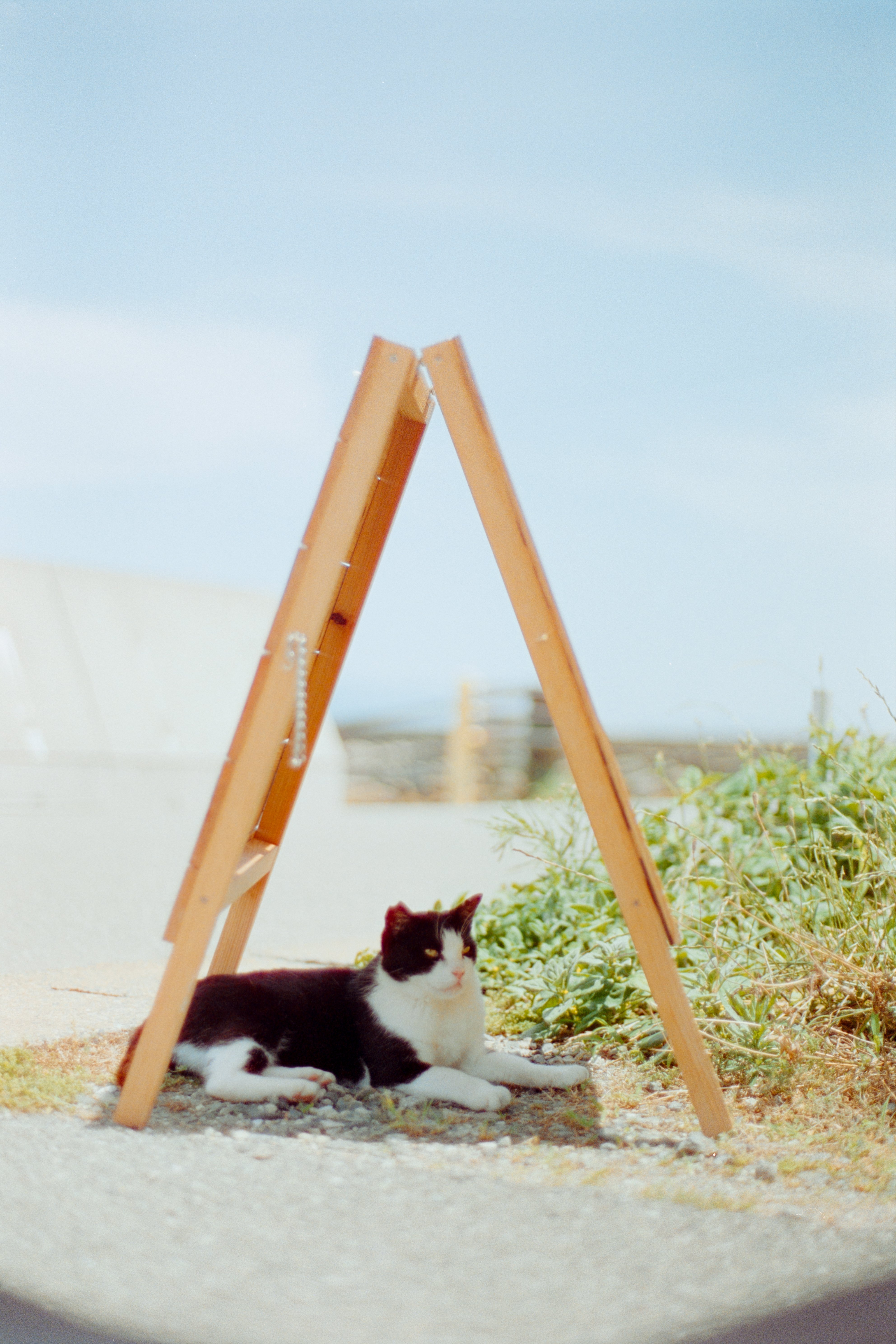 フィルムで歩く、夏の猫島。｜PortraとCinestillの記録｜Kenta Mizune