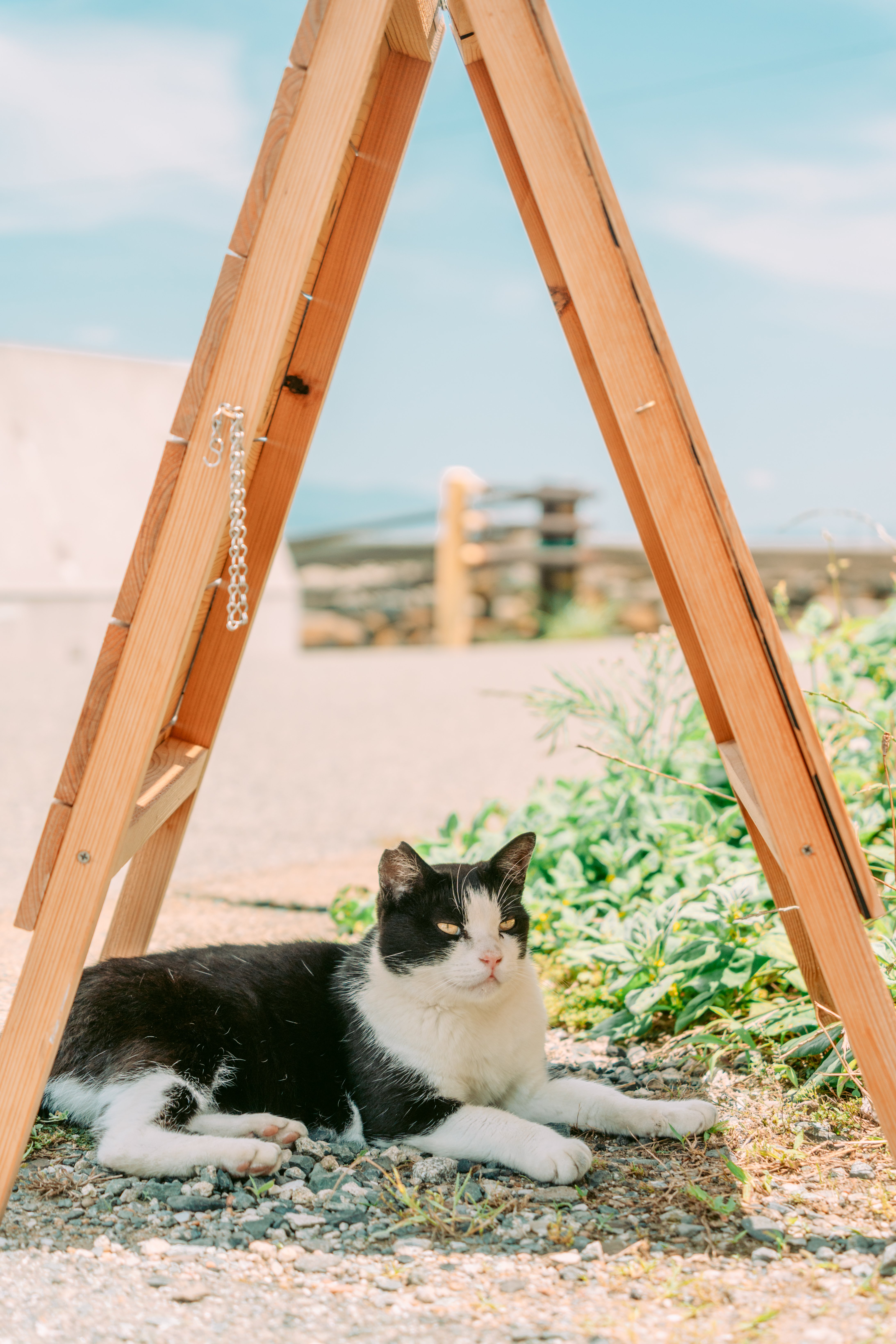 フィルムで歩く、夏の猫島。｜PortraとCinestillの記録｜Kenta Mizune
