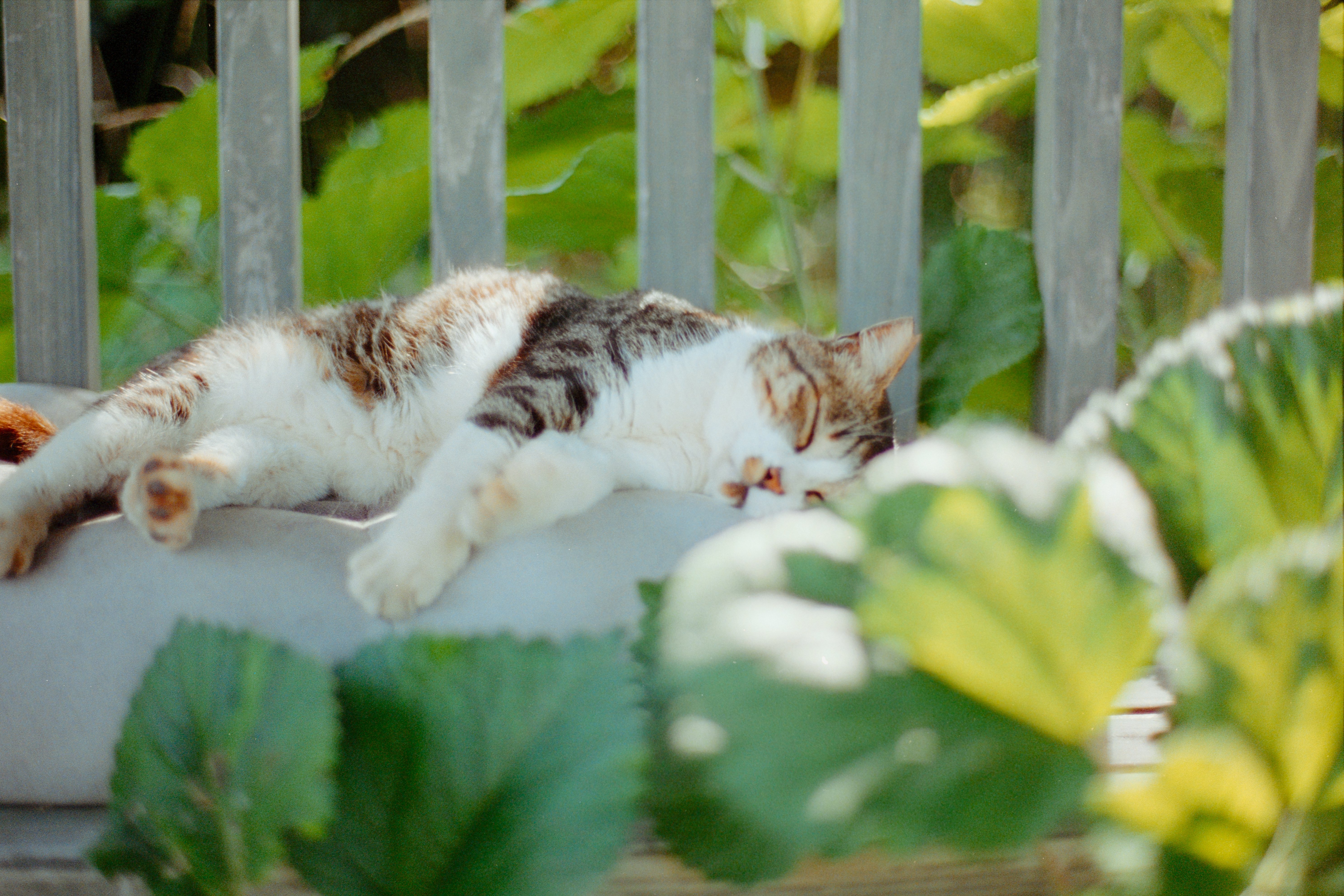 フィルムで歩く、夏の猫島。｜PortraとCinestillの記録｜Kenta Mizune
