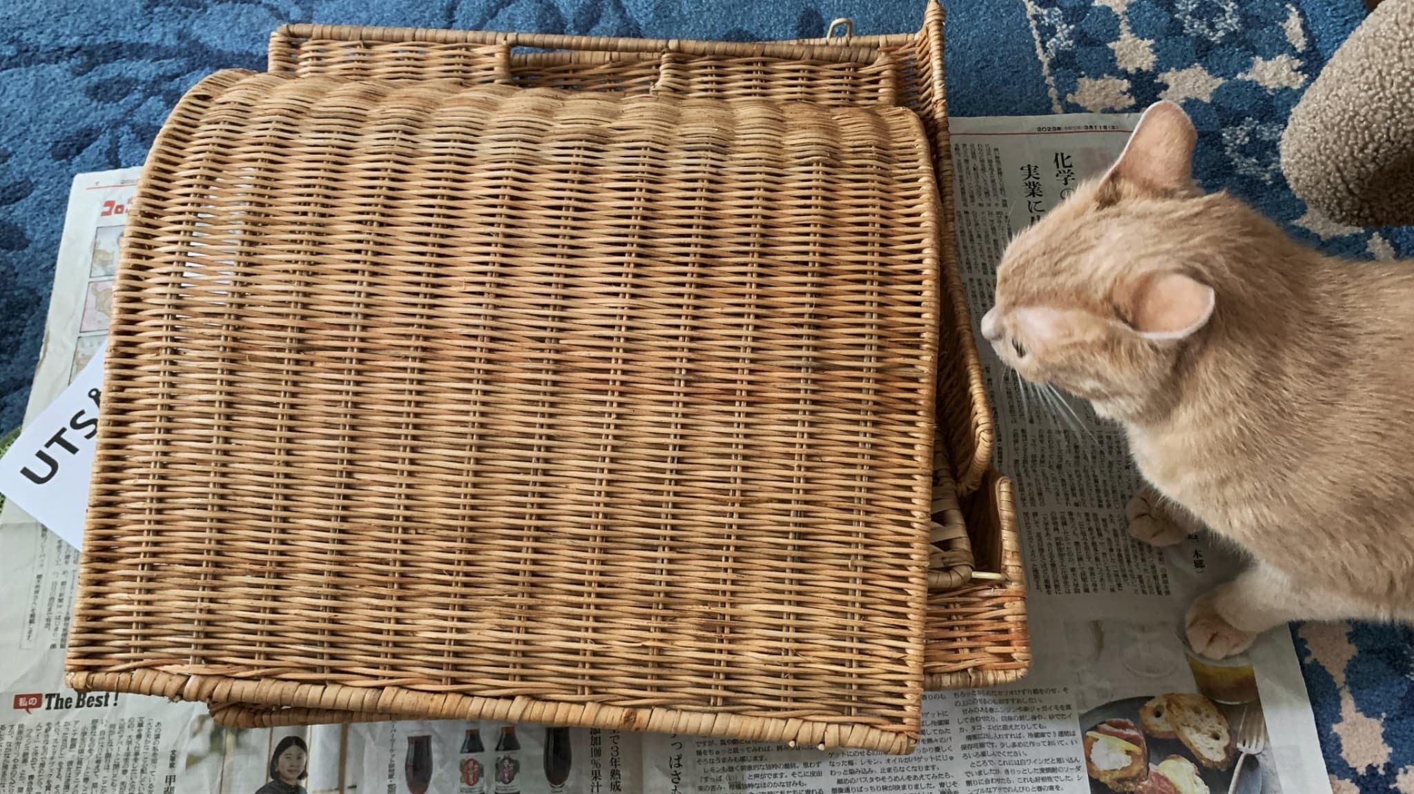 IKEA ウートソットキャットハウス UTSÅDD ウートソッド キャットハウス, グレー/フェルト - IKEA