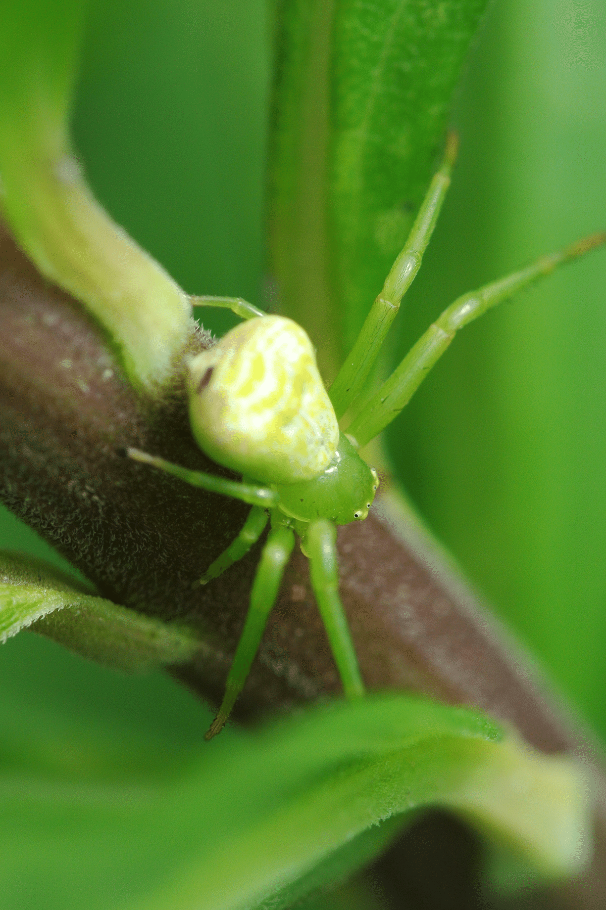 ハナグモ　Hanagumo ハナグモ（花蜘蛛）