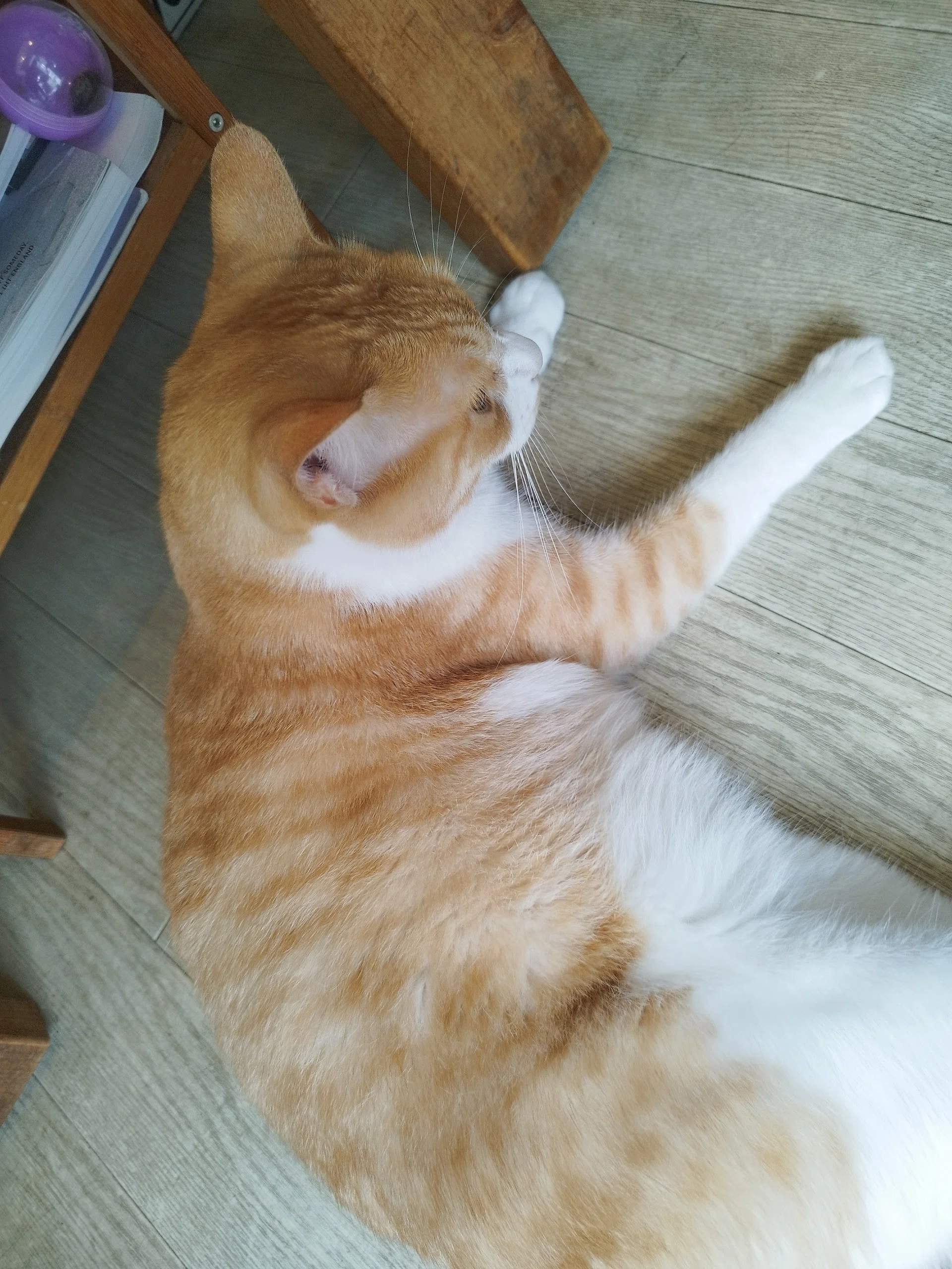 熊本】青い扉の向こうに、猫と魔法と雑貨と【雑貨屋】｜ちびひめ