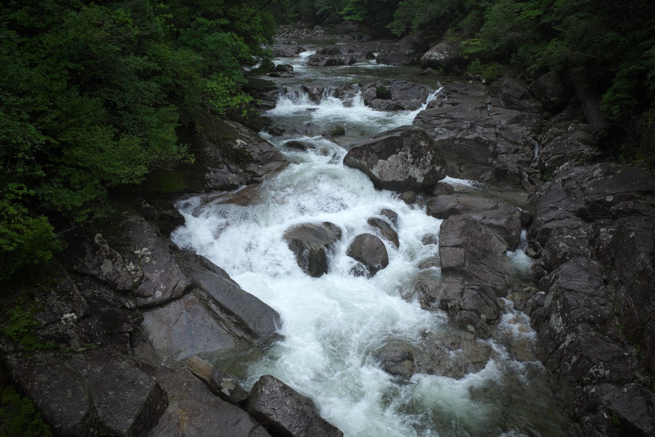 屋久島の魅力（屋久杉、清流、コケのある風景）が詰まったコース