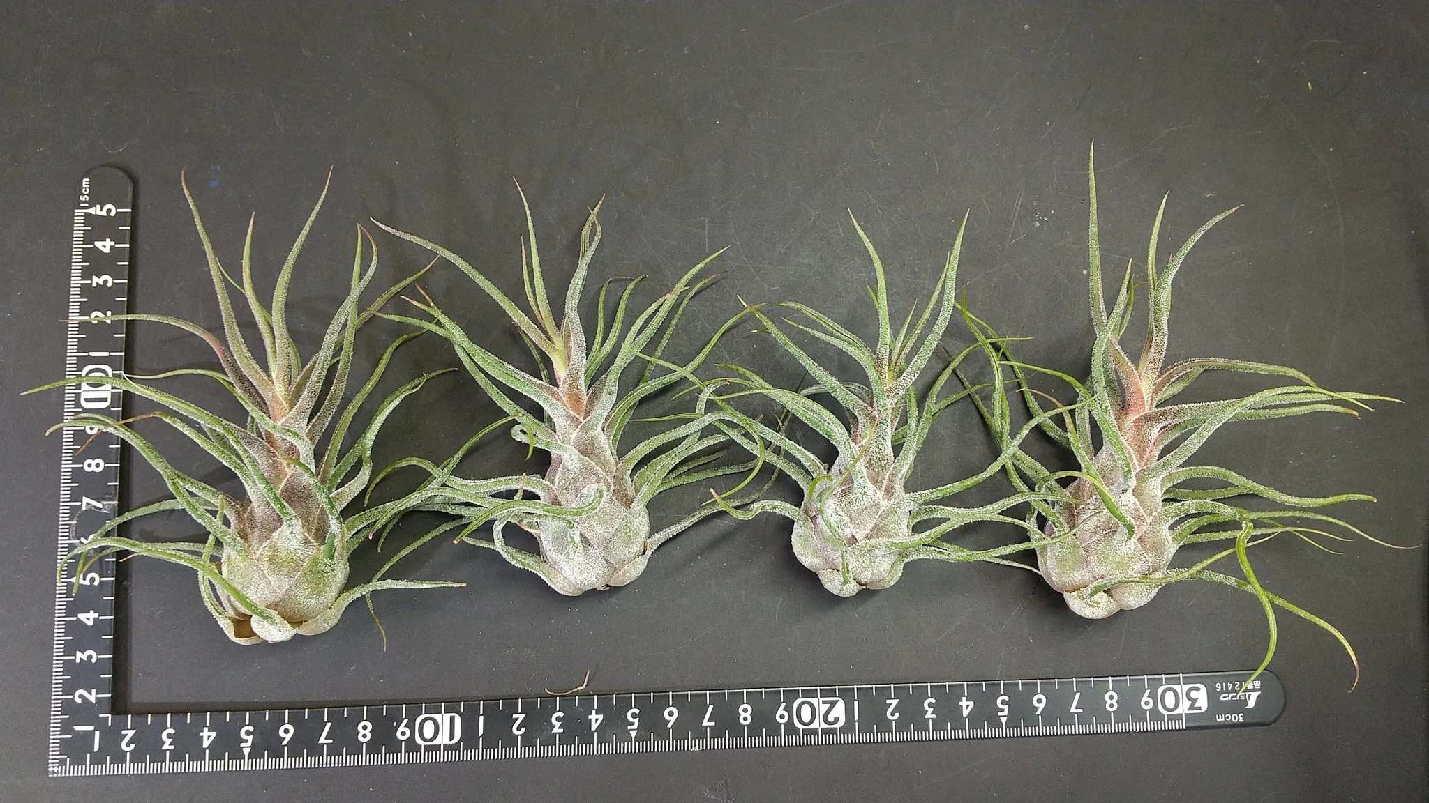 Tillandsia Arrival List 7/15｜NatureGarden🌿神田