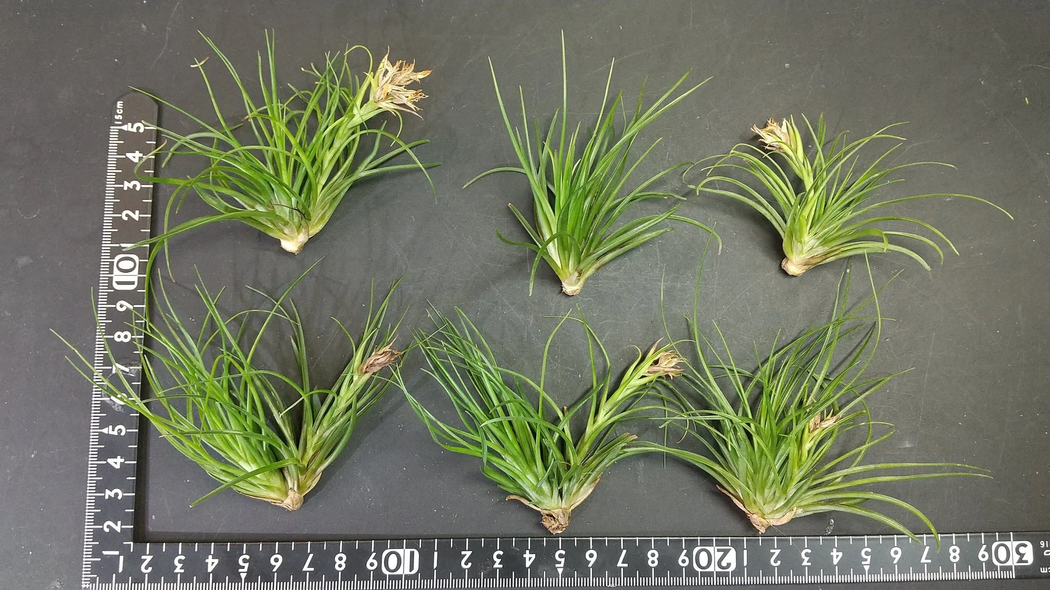 チランジア入荷リスト7/15｜NatureGarden🌿神田