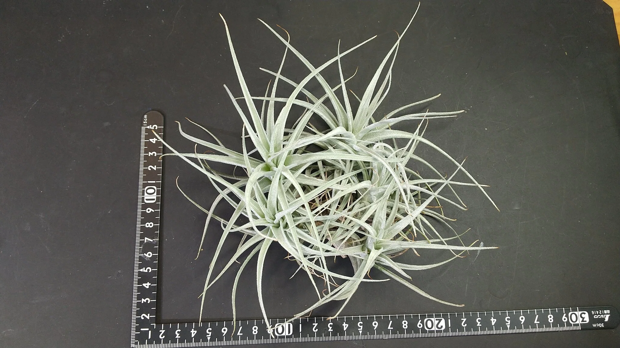チランジア入荷リスト7/15｜NatureGarden🌿神田