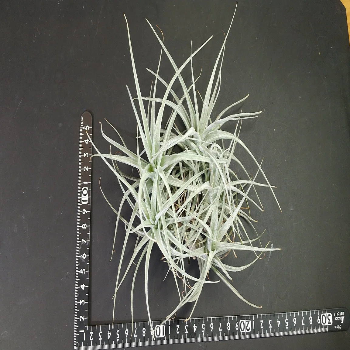 チランジア入荷リスト7/15｜NatureGarden🌿神田