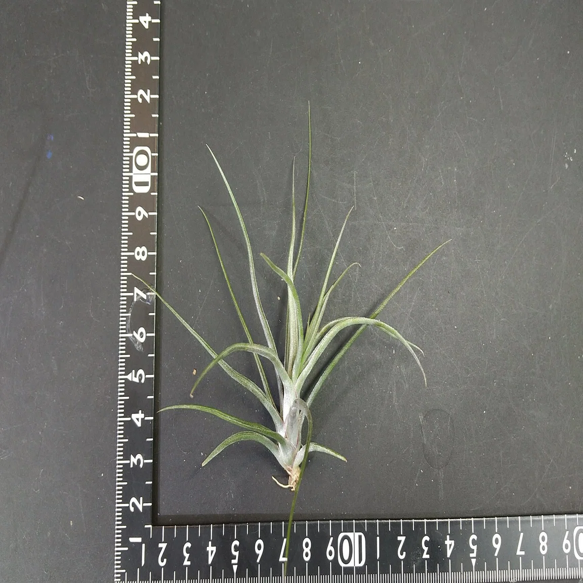 チランジア入荷リスト7/15｜NatureGarden🌿神田