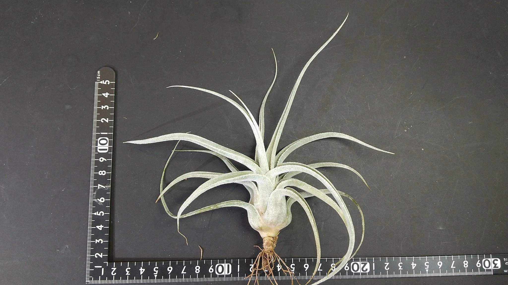 チランジア入荷リスト7/15｜NatureGarden🌿神田