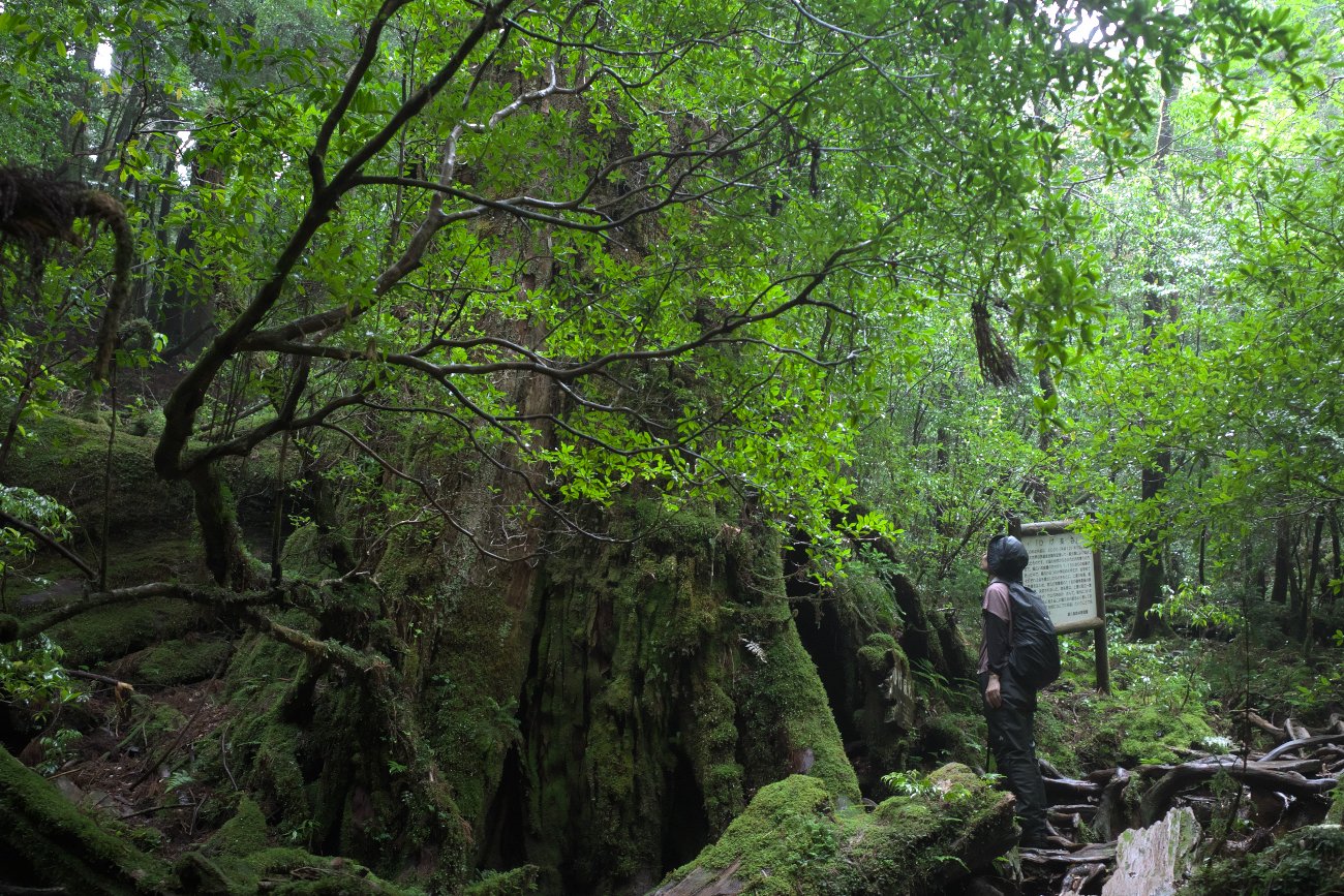 屋久島の魅力（屋久杉、清流、コケのある風景）が詰まったコース