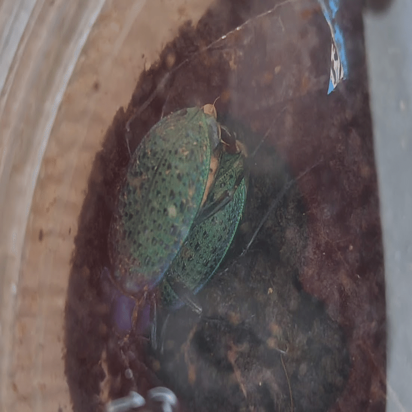 エリスカブリモドキ飼育録｜おさこじき