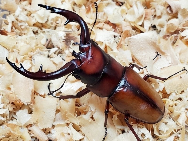 ﾄｶﾗﾉｺｷﾞﾘｸﾜｶﾞﾀ諏訪瀬島産♂15匹♀️30匹 トップ ﾄｶﾗﾉｺｷﾞﾘｸﾜｶﾞﾀ諏訪瀬島