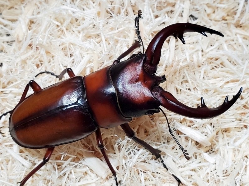 中之島産 トカラノコギリクワガタの飼育記録【2020～2022】｜AKECHI