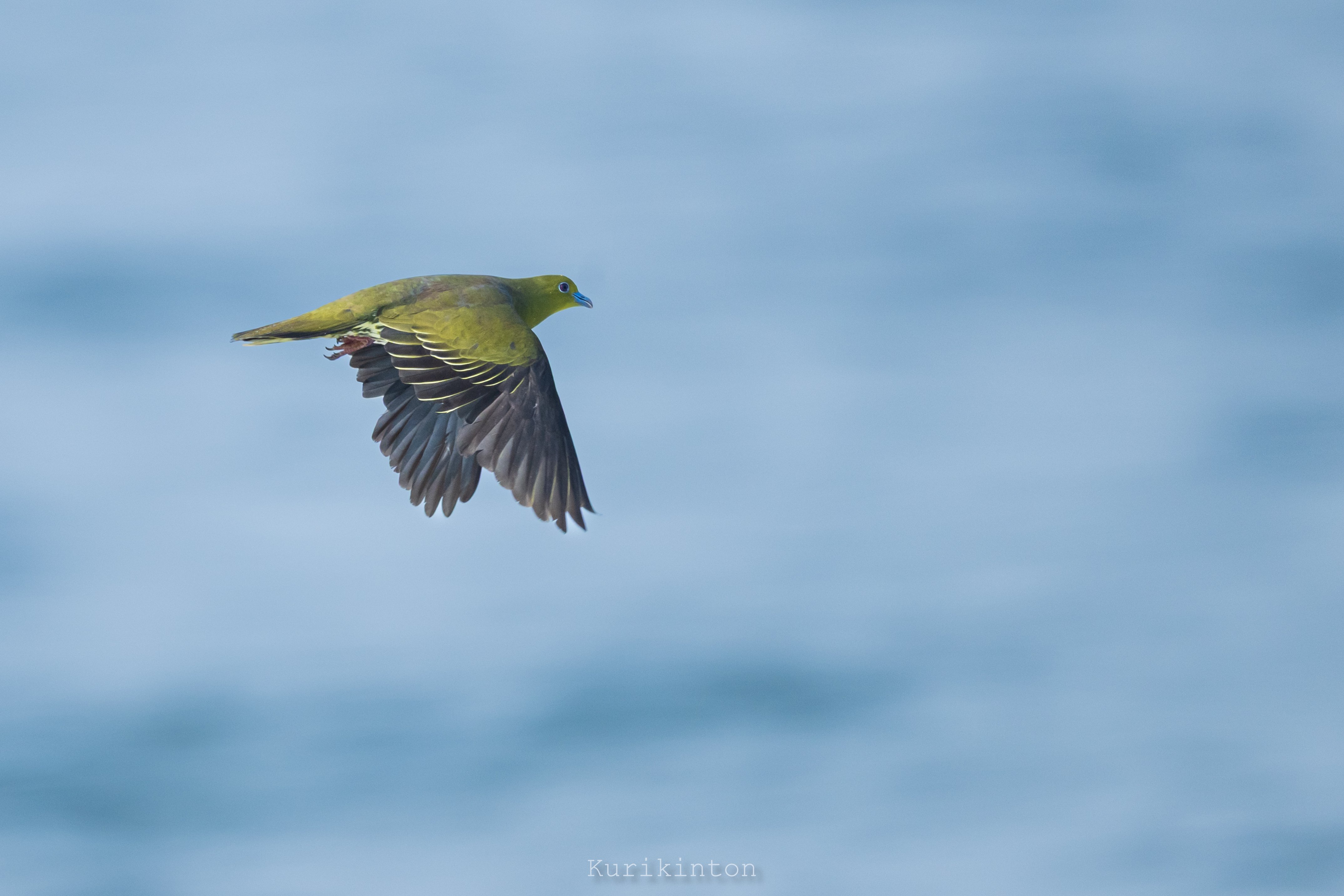 こんな美しいハトがおったんかいな：NIKKOR Z 800mm f6.3 VR S｜栗きんとん