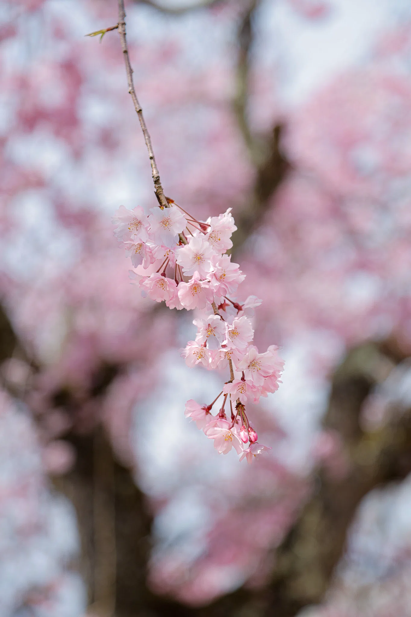 作例あり 24-105mm F4L IS USM Canon（キヤノン） EF24-105mm F4L IS USM 実写レビュー | フォトヨドバシ
