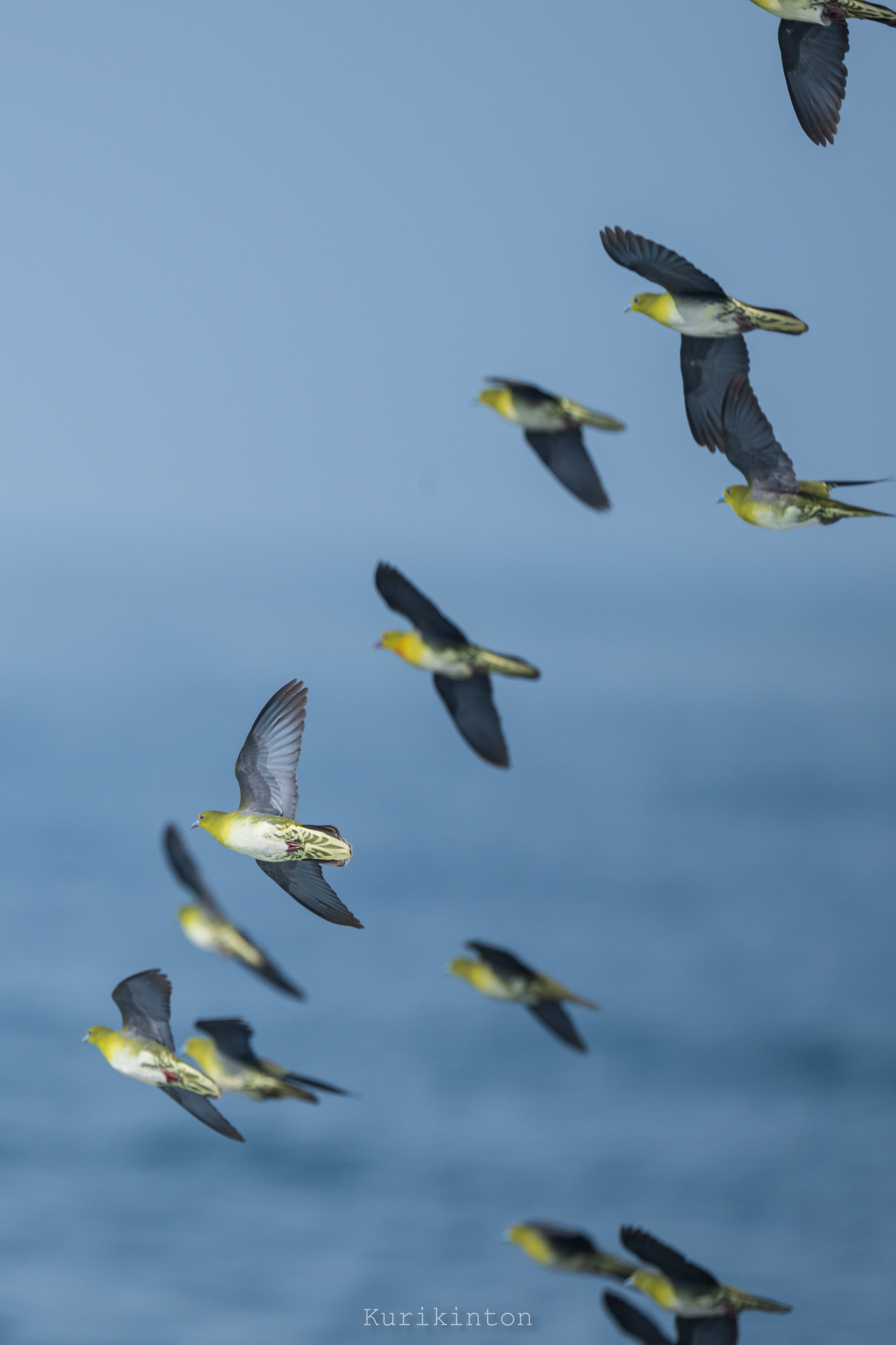 こんな美しいハトがおったんかいな：NIKKOR Z 800mm f6.3 VR S