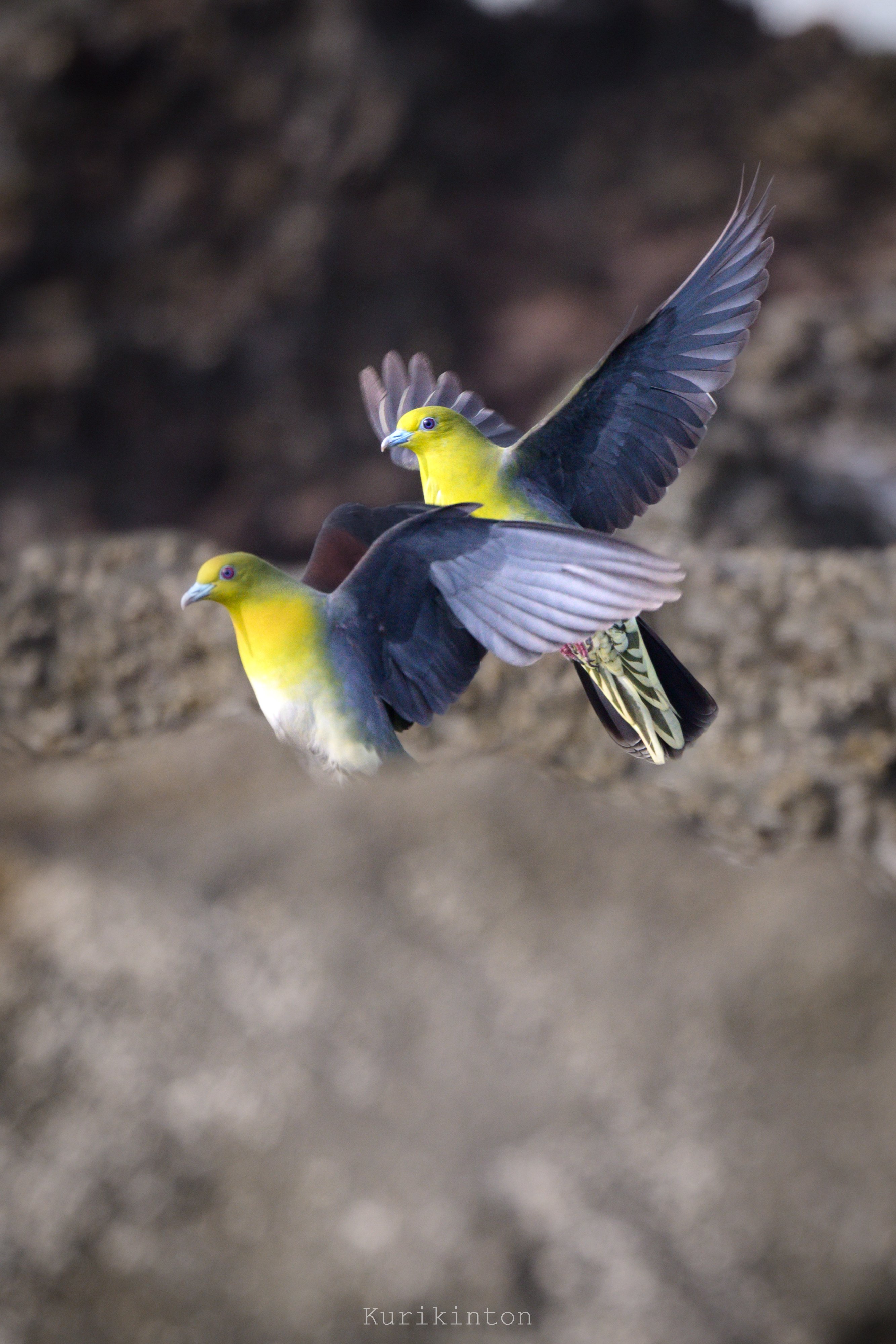 こんな美しいハトがおったんかいな：NIKKOR Z 800mm f6.3 VR S｜栗きんとん