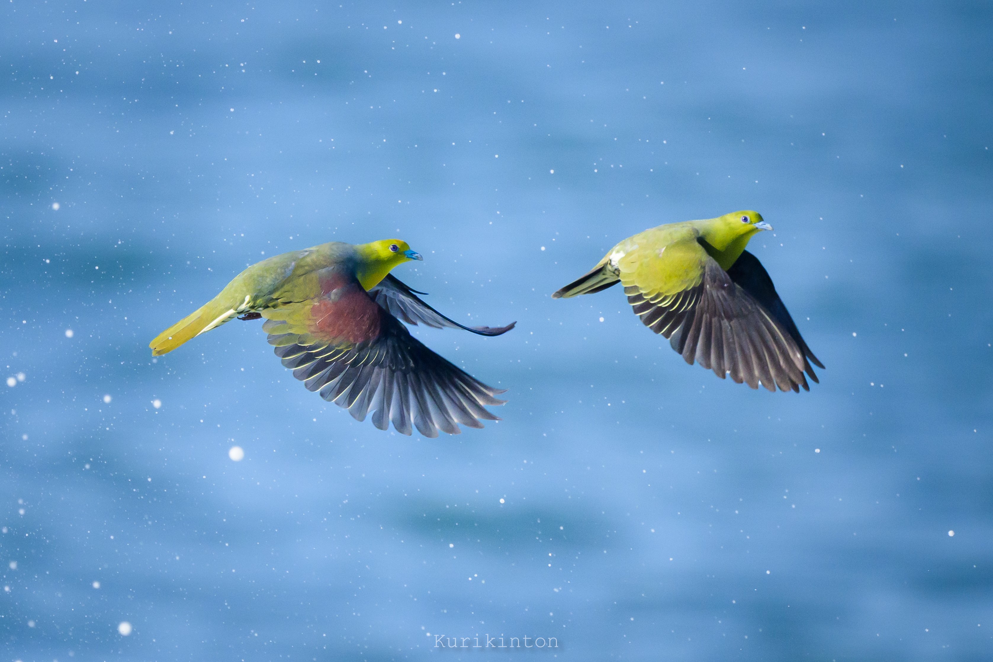 こんな美しいハトがおったんかいな：NIKKOR Z 800mm f6.3 VR S｜栗きんとん