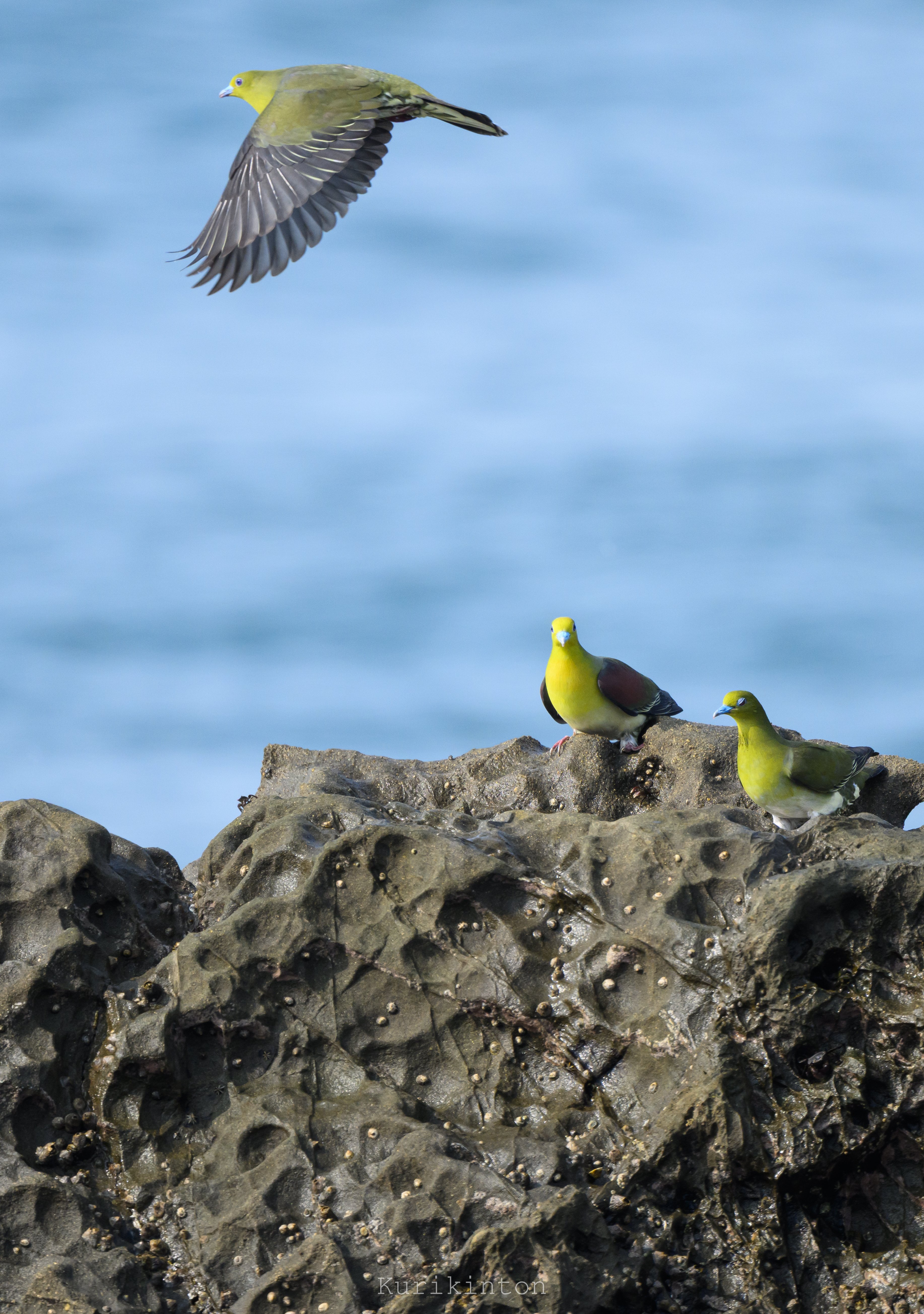こんな美しいハトがおったんかいな：NIKKOR Z 800mm f6.3 VR S｜栗きんとん