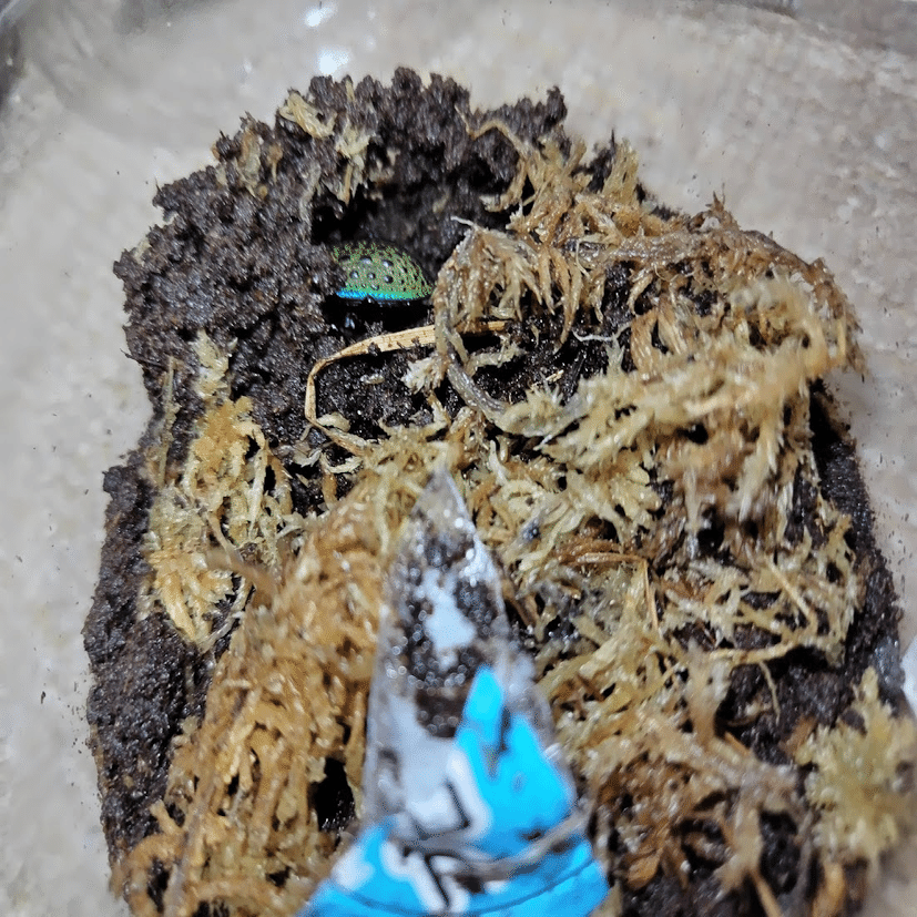 エリスカブリモドキ飼育録｜おさこじき