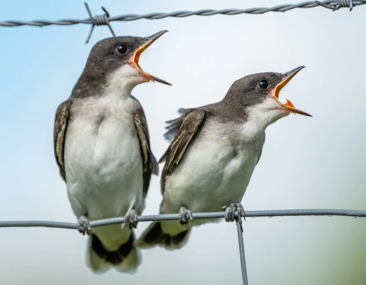 シカゴでバードウォッチング！】 Eastern Kingbird オウサマタイラン