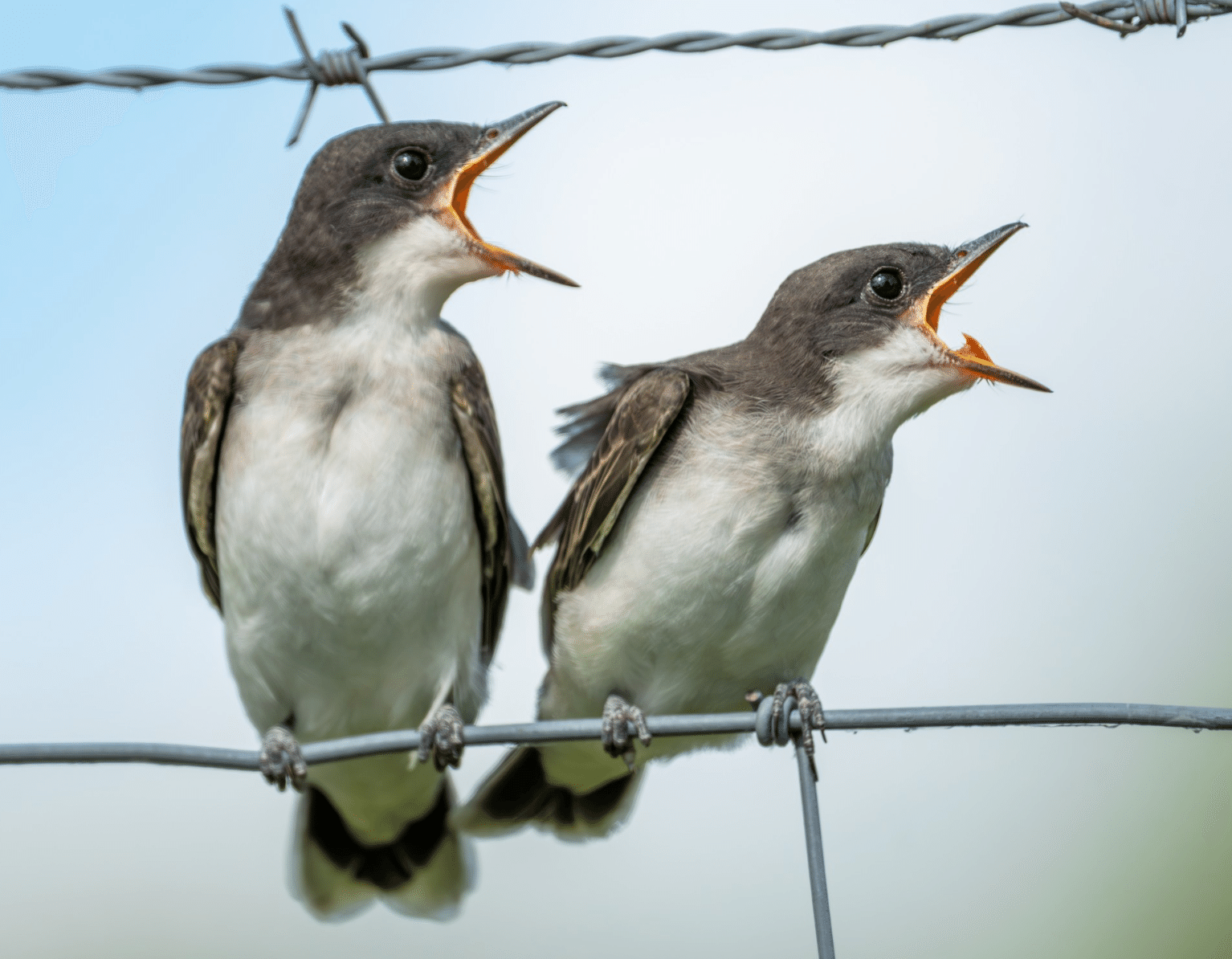 シカゴでバードウォッチング!】 Eastern Kingbird オウサマタイラン シカゴでバードウォッチング!】 Eastern Kingbird オウサマタイラン