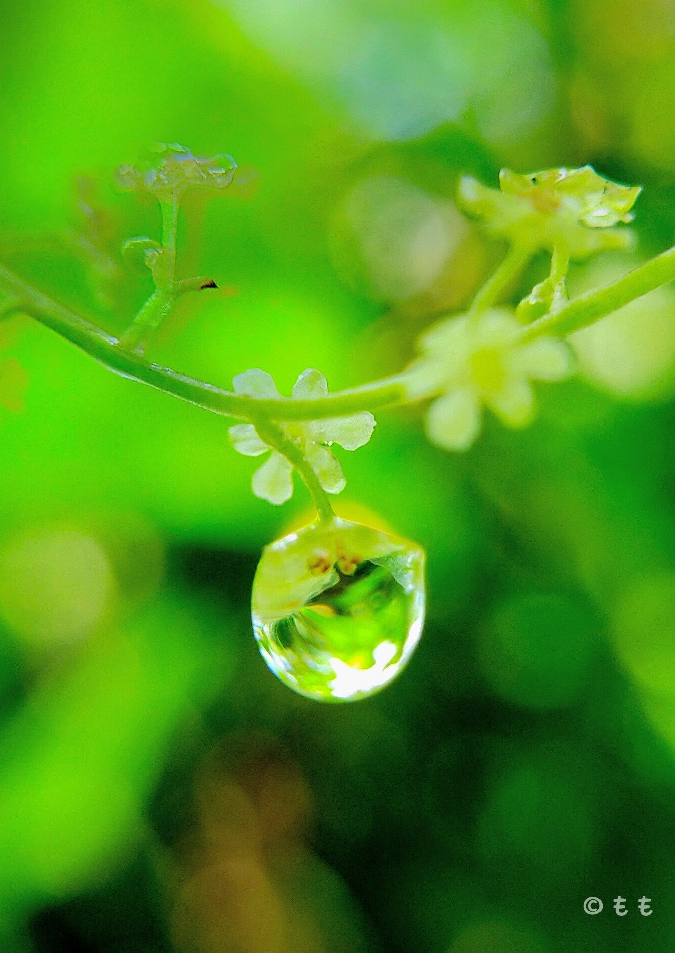 nano花様♡ありがとうございます♡ fcura・フクラ・ | ・ ・ 2025・7・30 ・ ・ 今週入荷のお花は