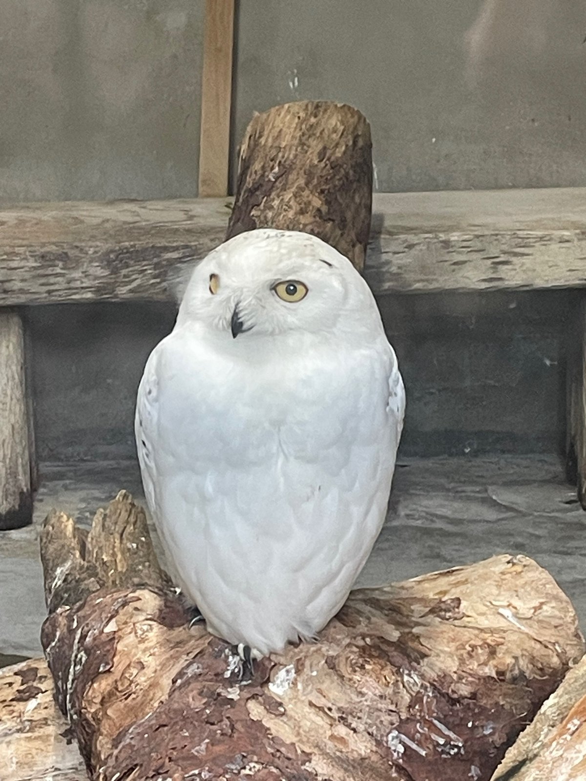 ハリーポッター fakes 丁度いい❗️半日で巡る動物園『井の頭自然文化園』【前編】｜都内で過ごす夏休みスポット｜アンドレ安堂
