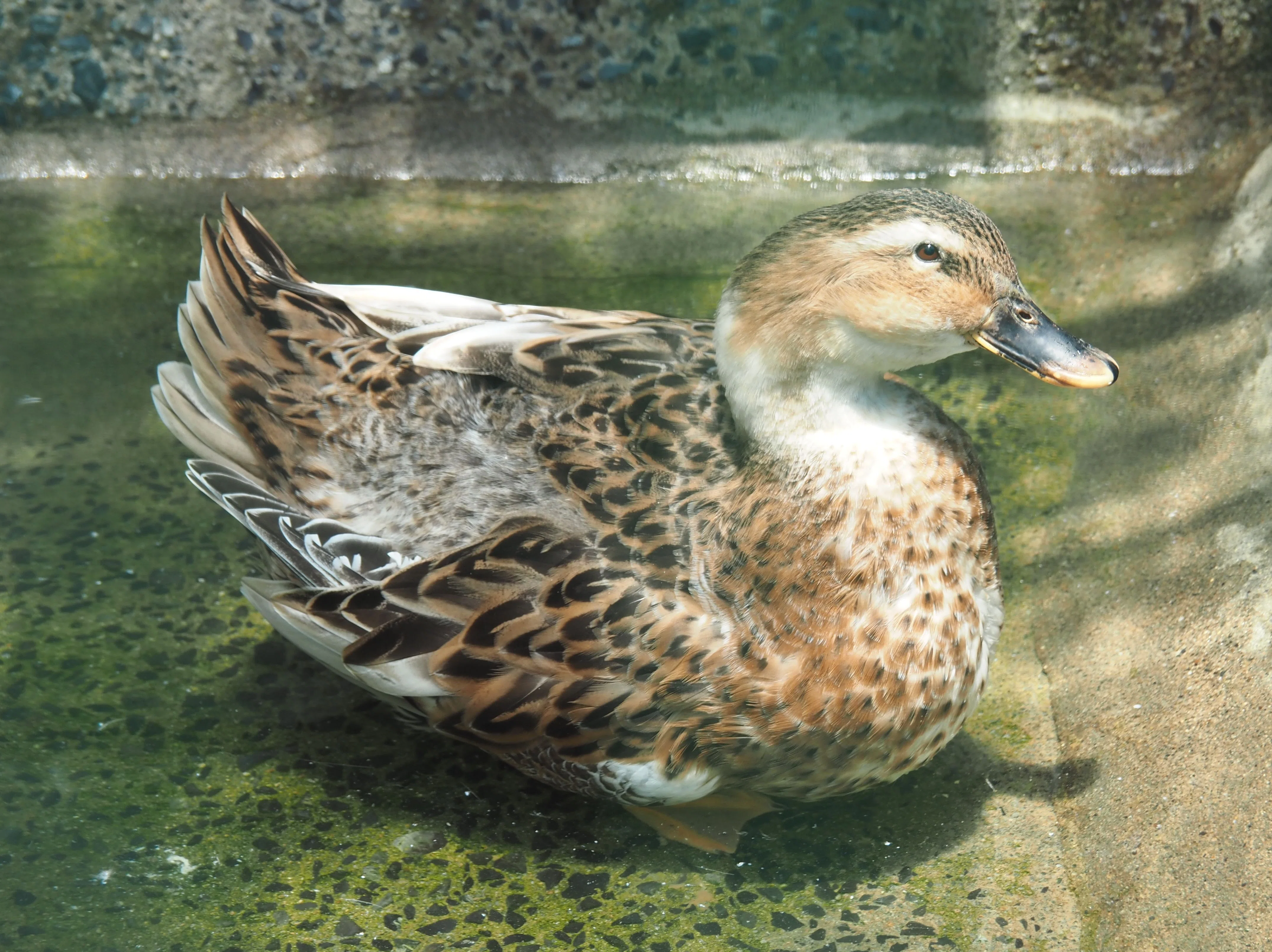 マガモじゃないらしいよ│アオクビアヒル Japanese Mallard Duck｜M_ayumi