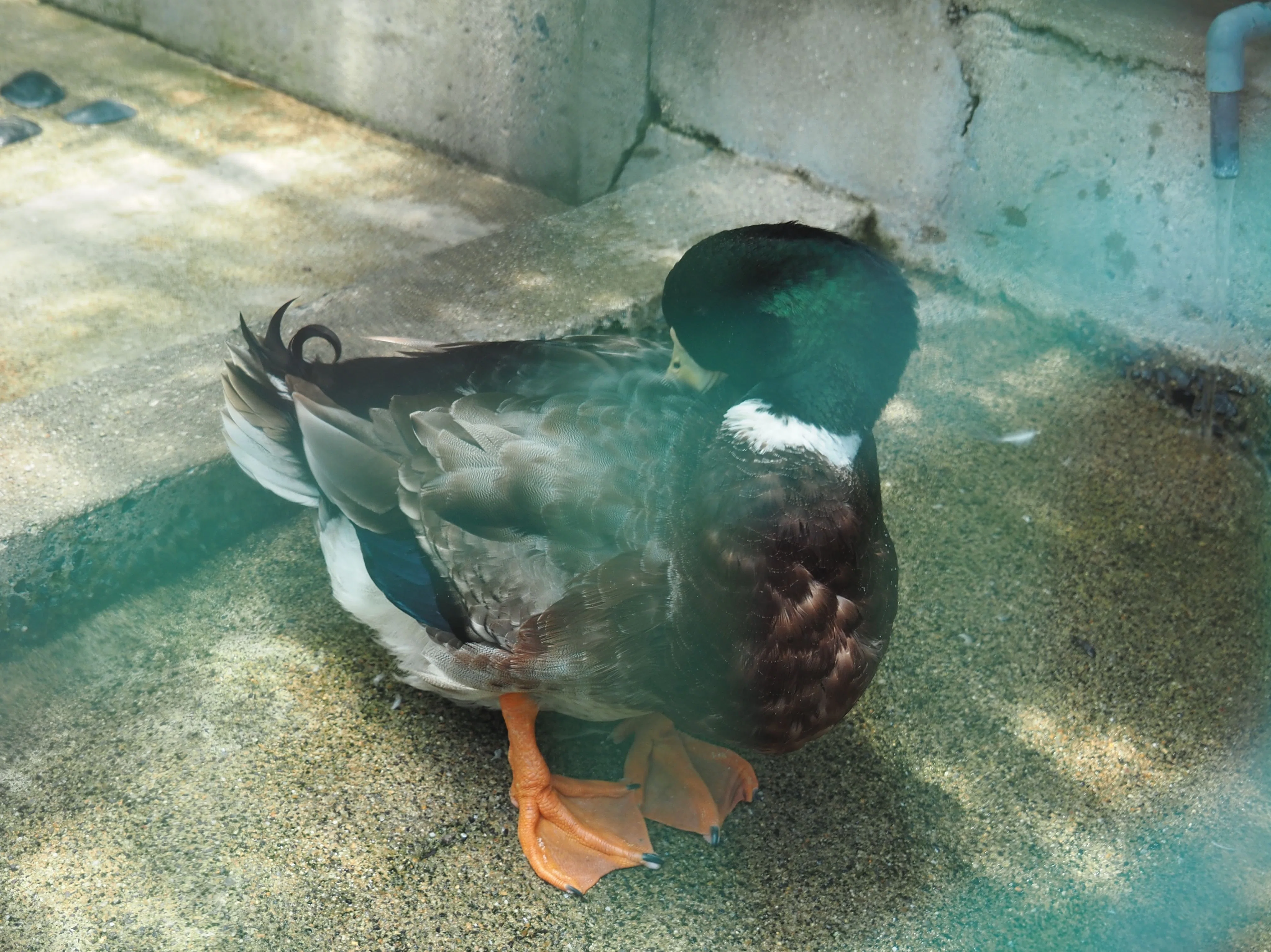 マガモじゃないらしいよ│アオクビアヒル Japanese Mallard Duck｜M_ayumi