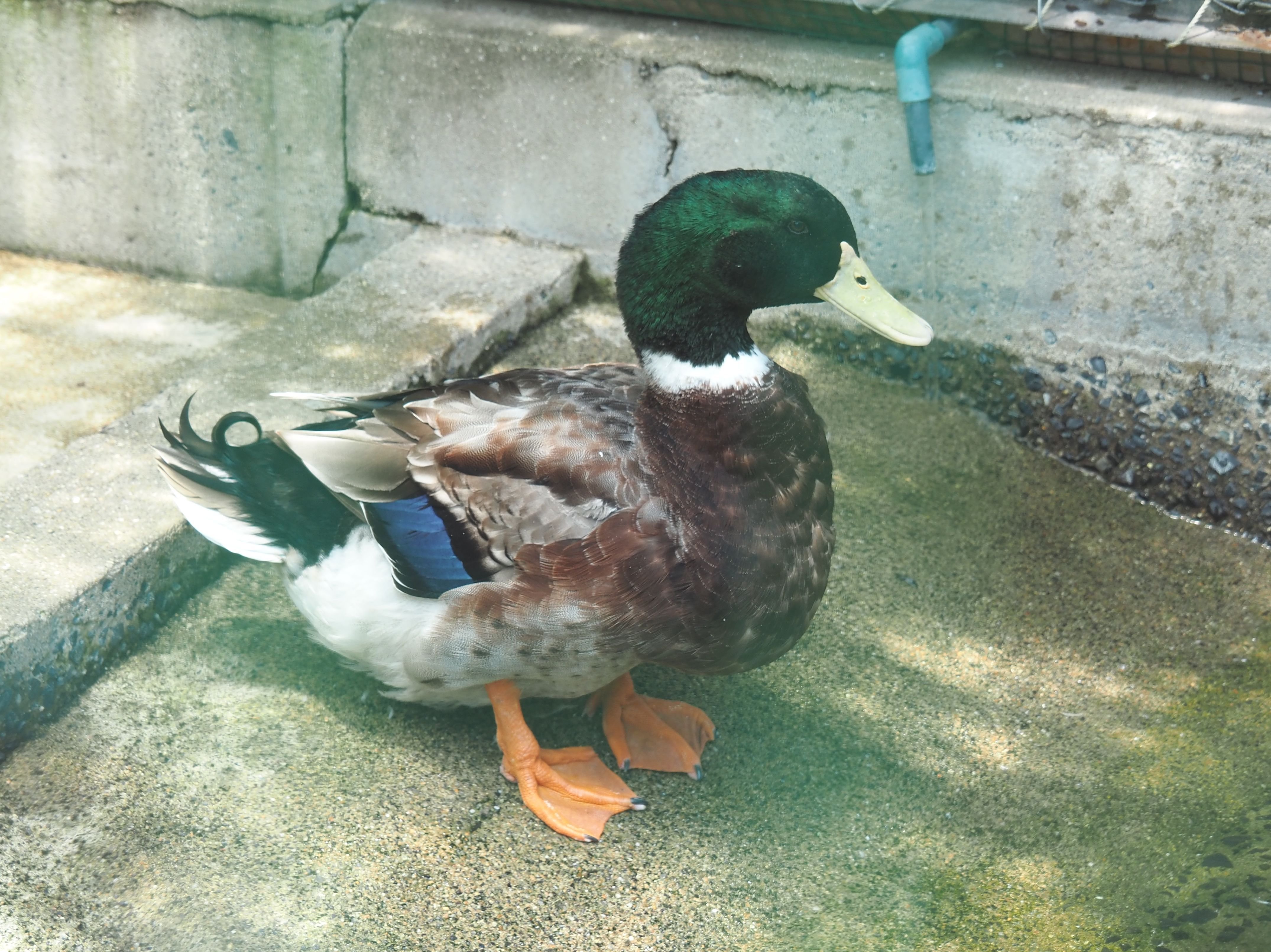 マガモじゃないらしいよ│アオクビアヒル Japanese Mallard Duck｜M_ayumi