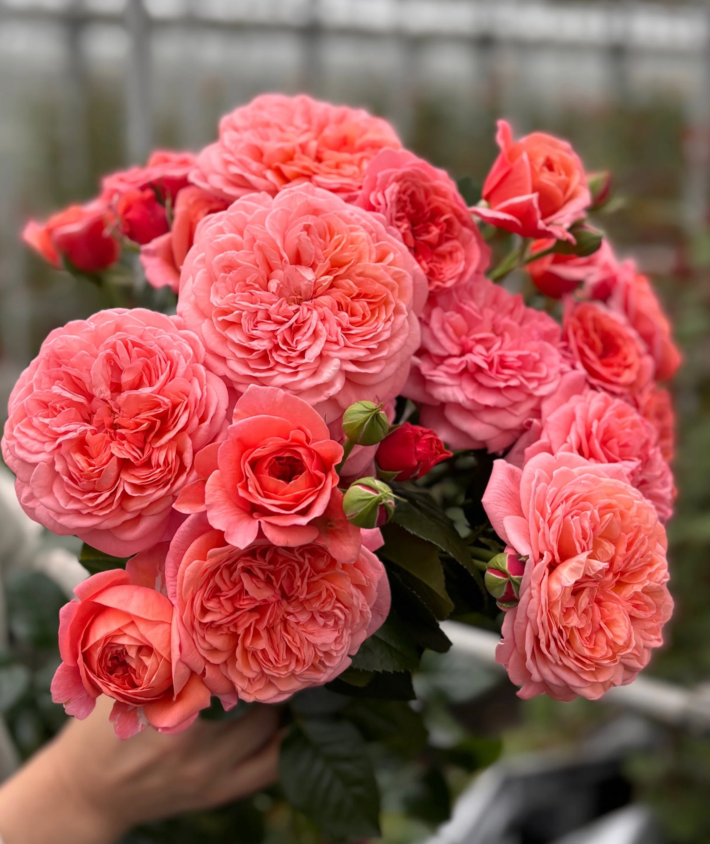 若手生産者さんは、「花生産×環境」についてどう考えてる？ 花生産の