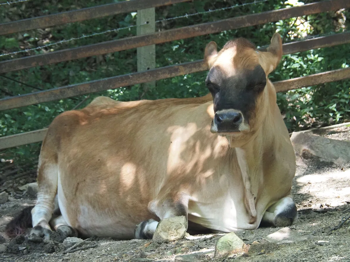 ウシ（口之島牛・三島牛）図鑑 Cattle｜M_ayumi