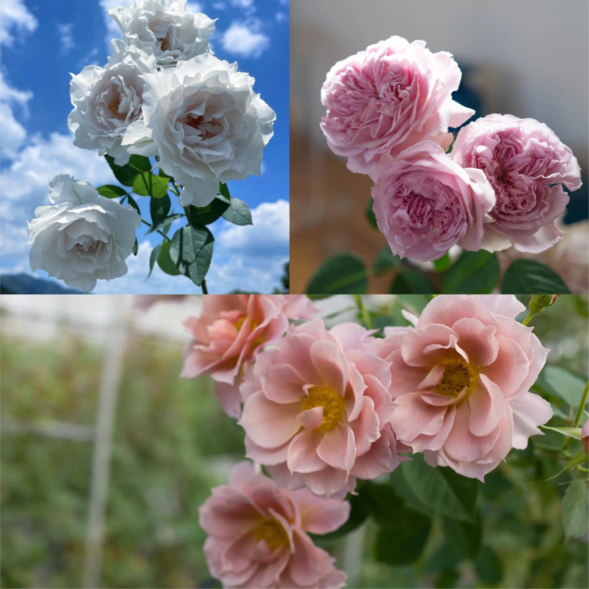 若手生産者さんは、「花生産×環境」についてどう考えてる？ 花生産の