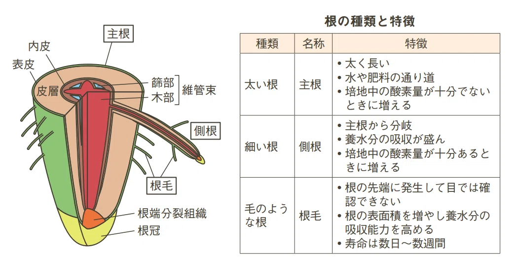 根を制するものが栽培を制す!生育を最大化する環境制御術|農業大好き 小川隆宏