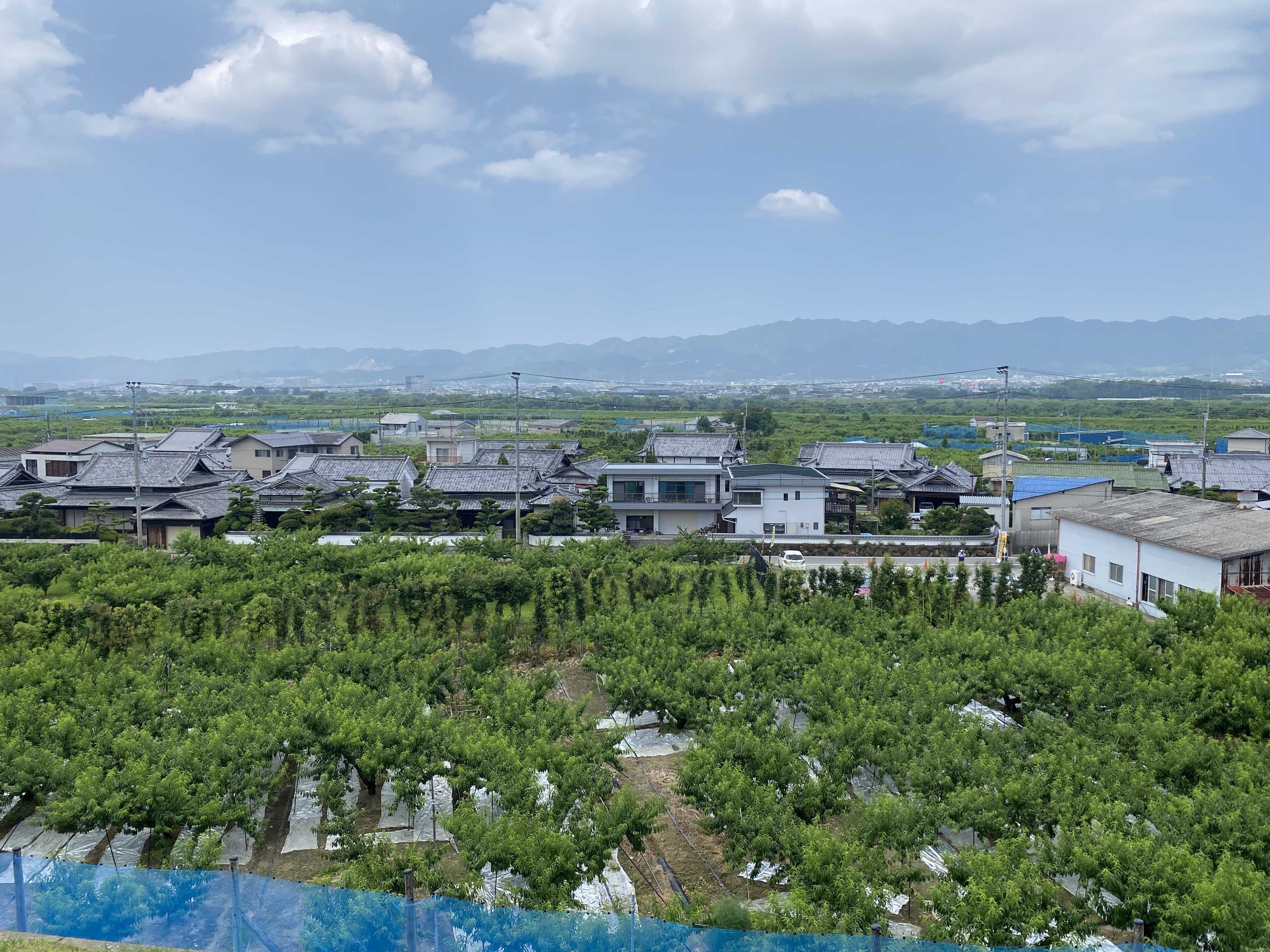 7月20日 「桃源郷・あら川の桃」に想う｜高坂正澄