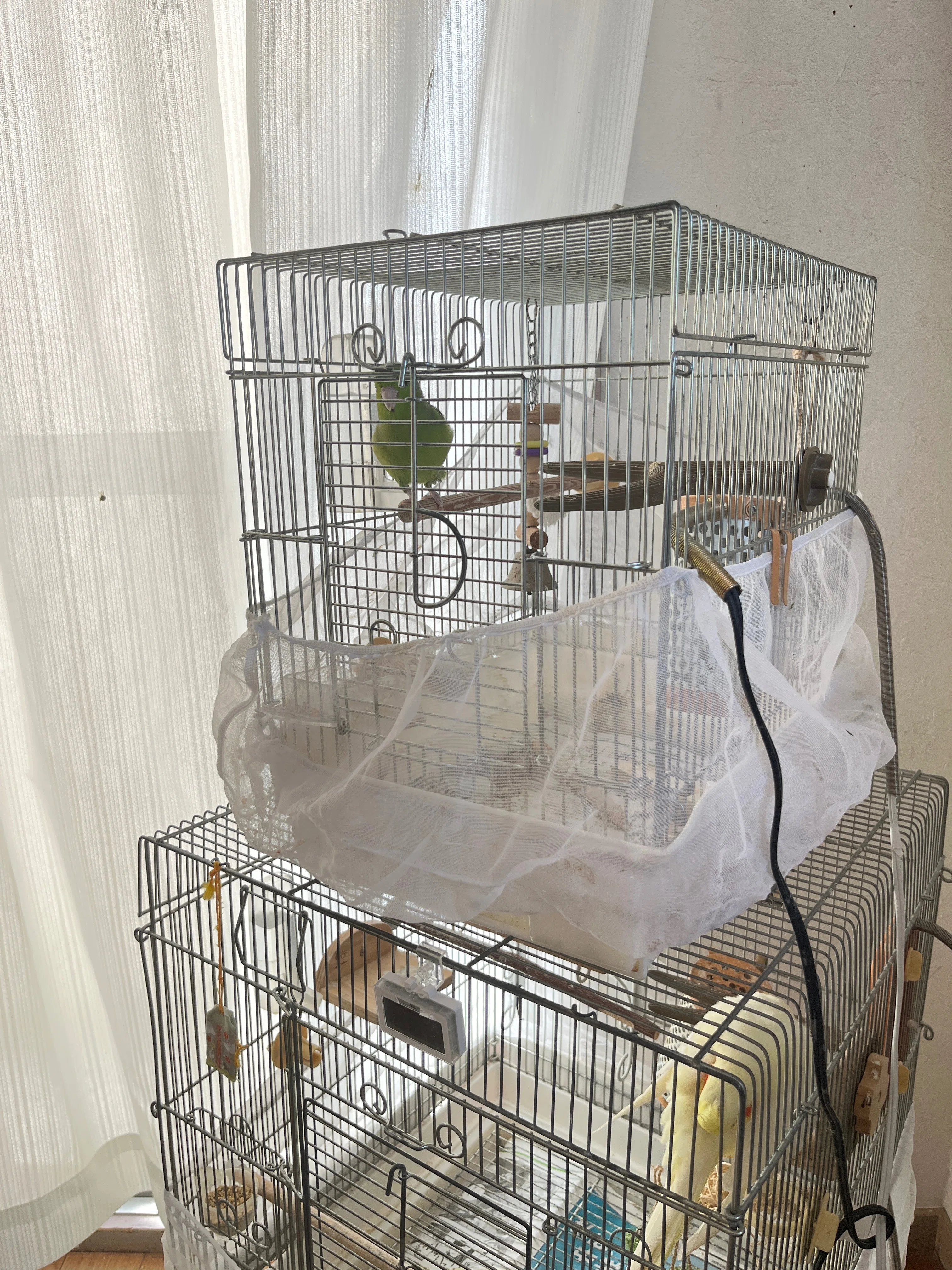 マメルリハ夫婦の新居🐥🐥 ホーエイ465インコ｜りあこ