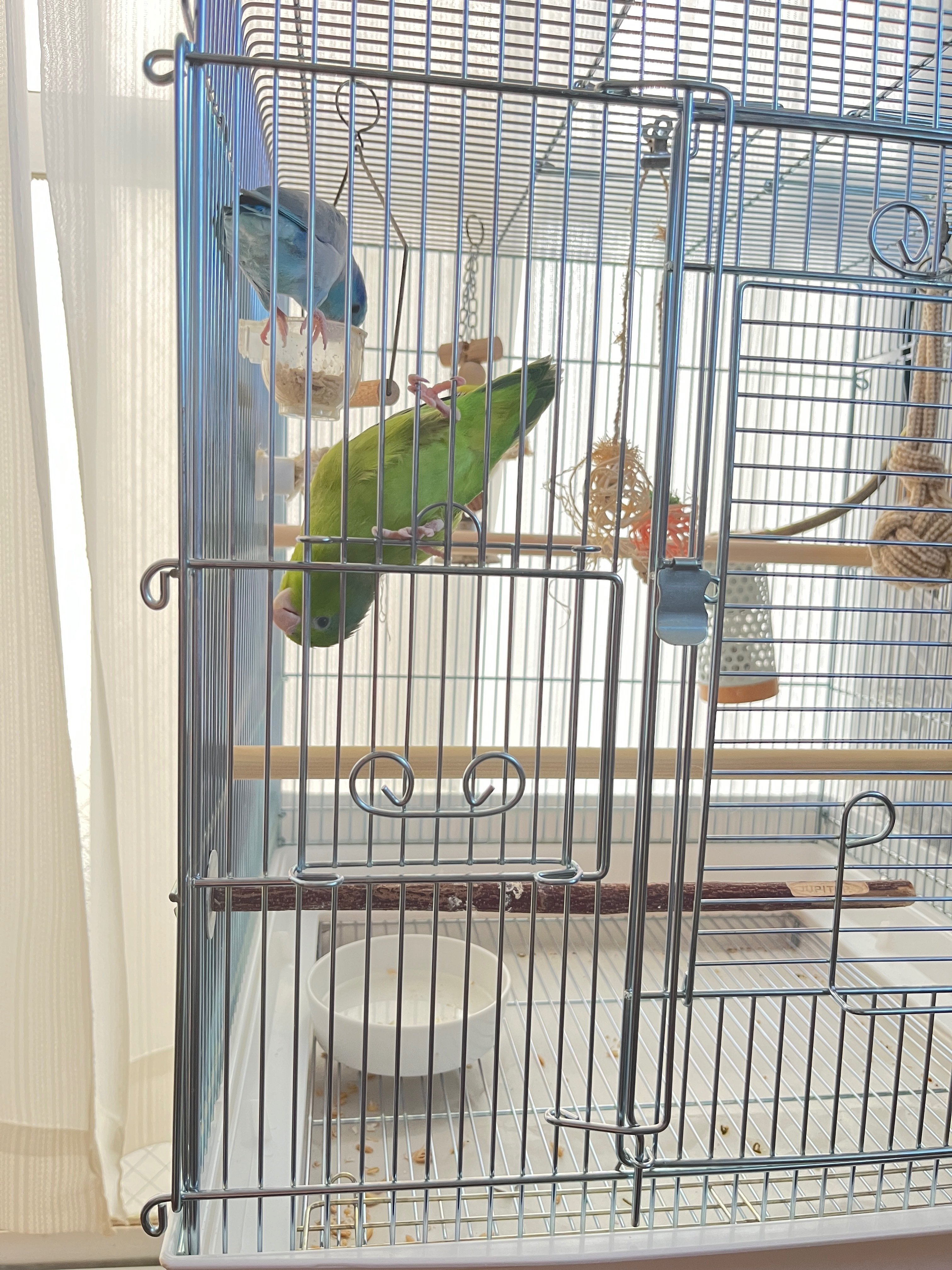 マメルリハ夫婦の新居🐥🐥 ホーエイ465インコ｜りあこ