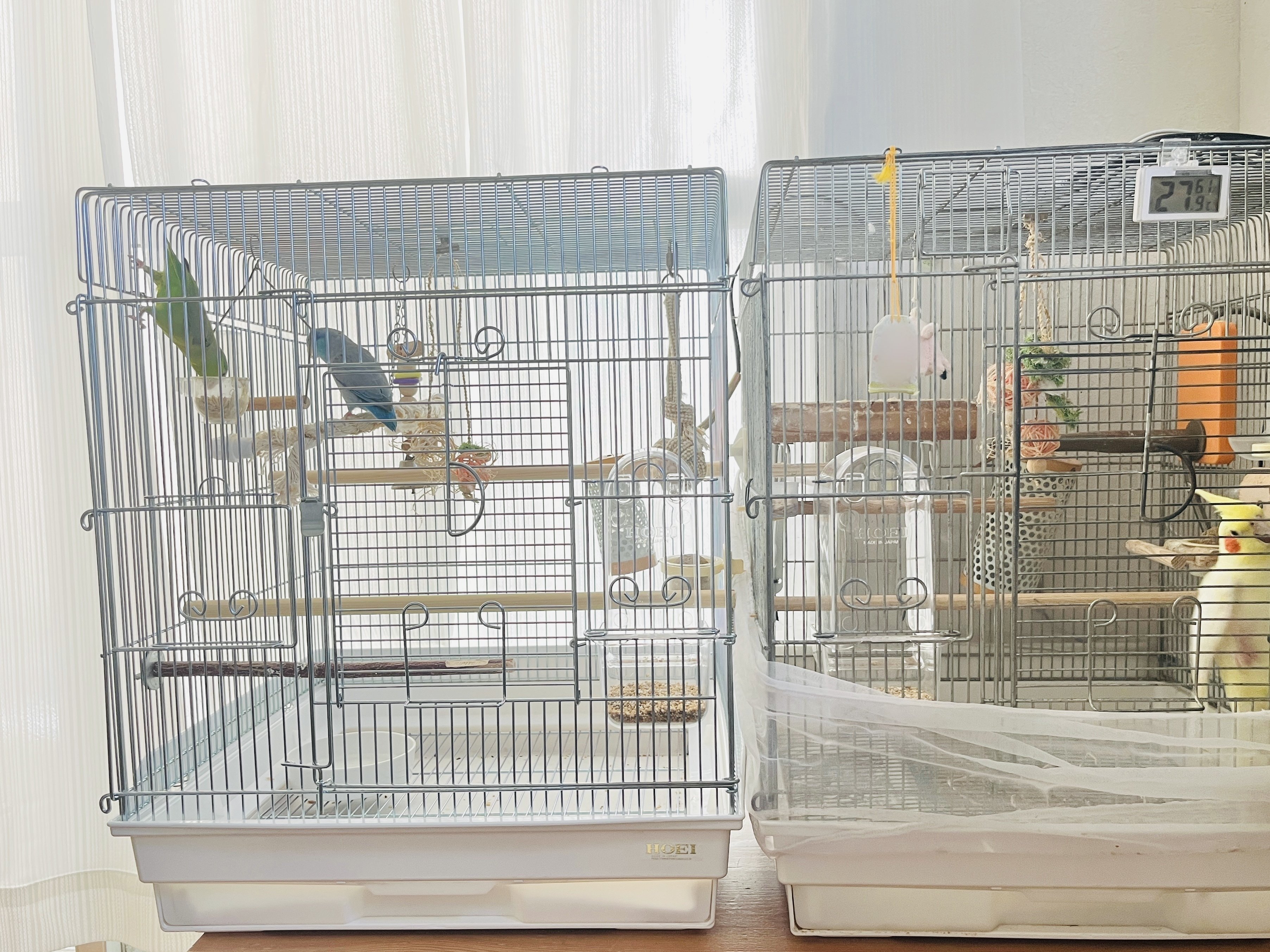 マメルリハ夫婦の新居🐥🐥 ホーエイ465インコ｜りあこ