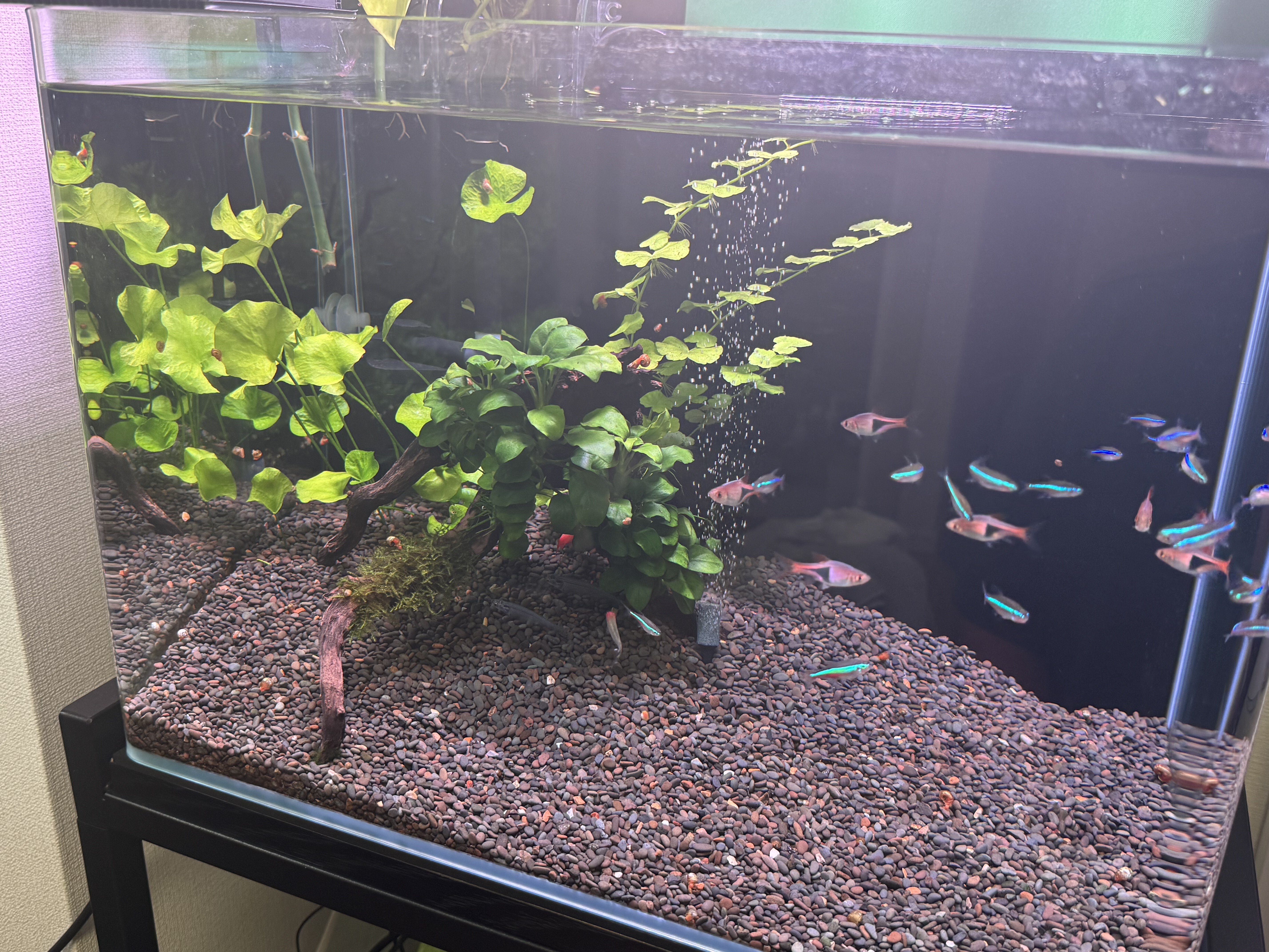 熱帯魚 アクアリウム 初めて熱帯魚を飼育するならこの種類がおすすめ！ベスト10