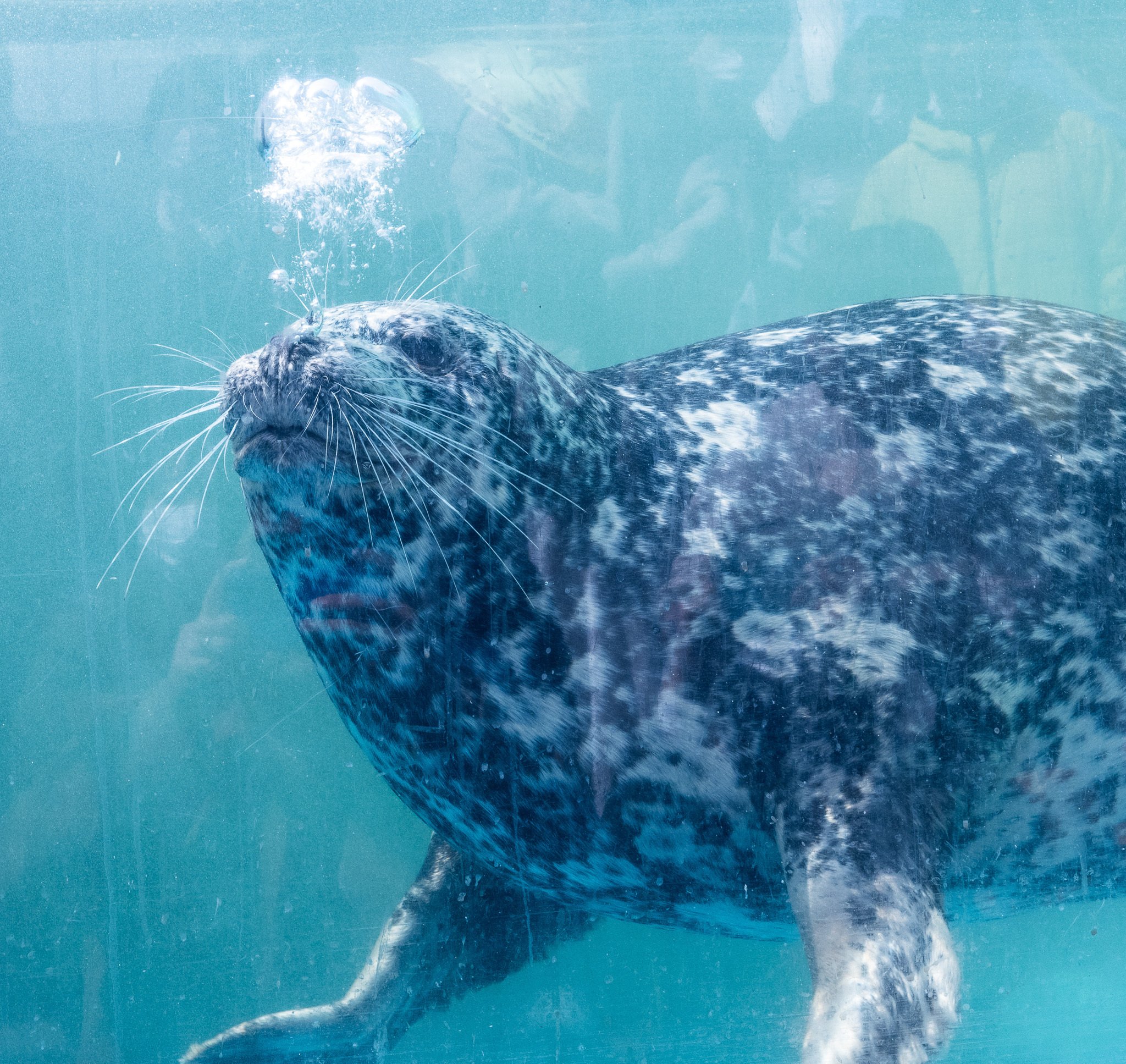 日本のアザラシ探訪記⑬新屋島水族館（香川）｜ヒロサキ