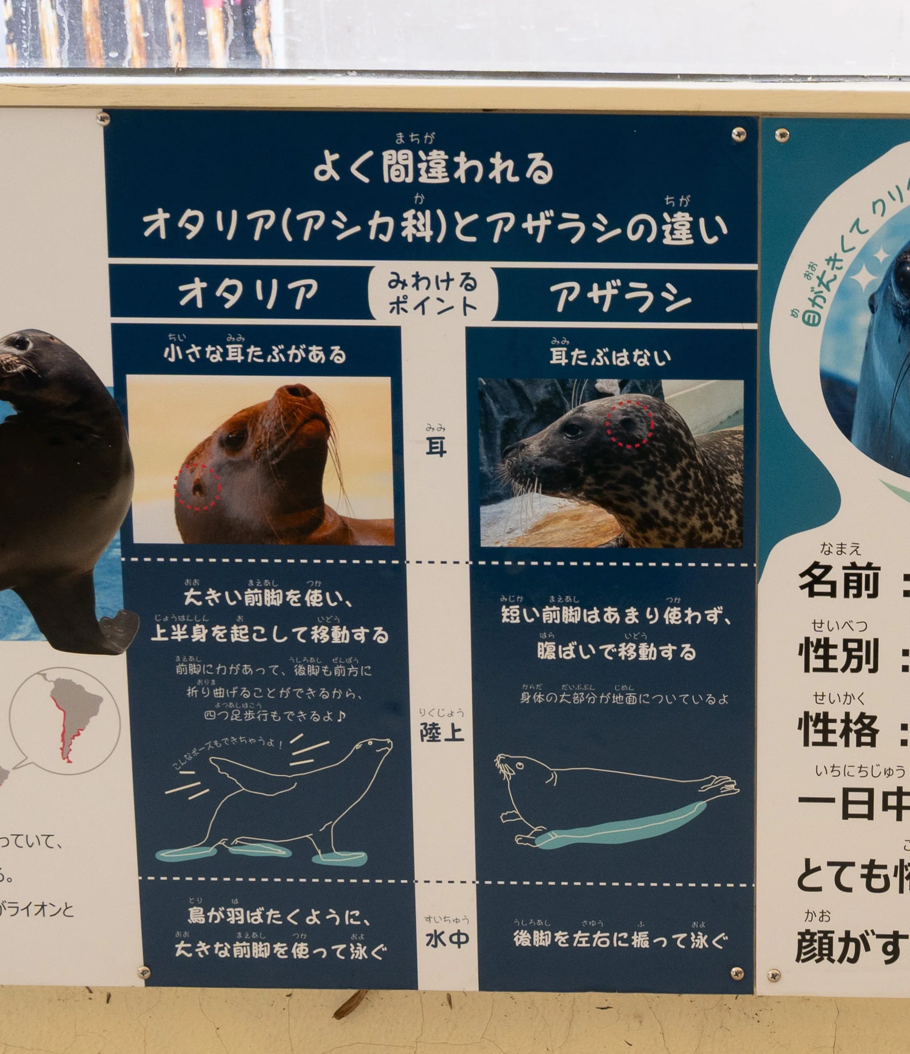 日本のアザラシ探訪記⑬新屋島水族館（香川）｜ヒロサキ