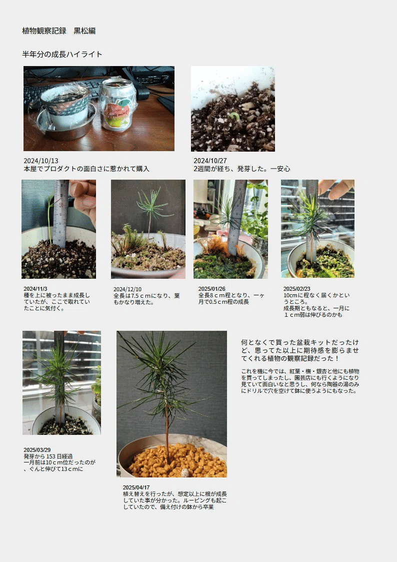 黒松成長過程記録 （生）2024.10～（没）2025.07｜兜屋MELT
