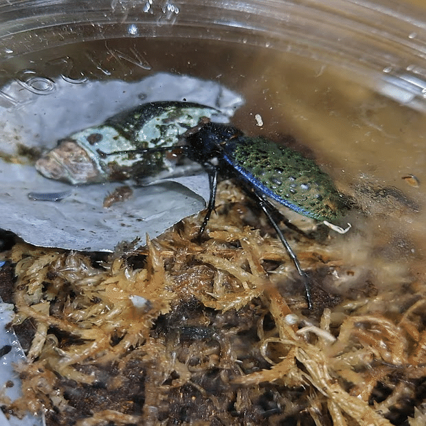 エリスカブリモドキ飼育録｜おさこじき