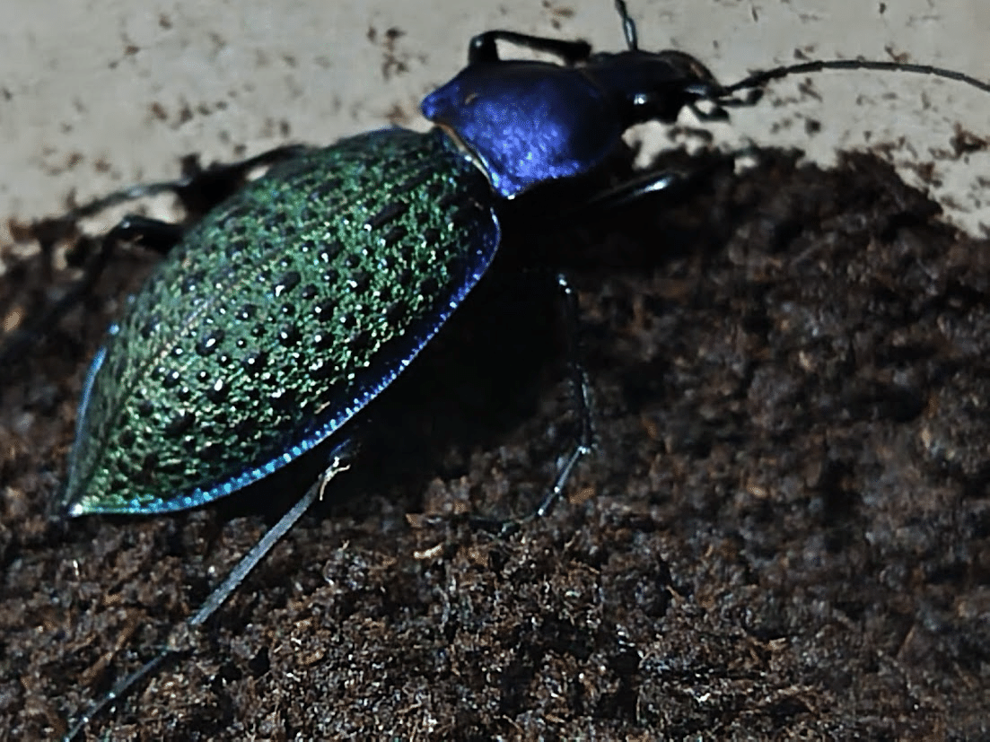 エリスカブリモドキ飼育録｜おさこじき